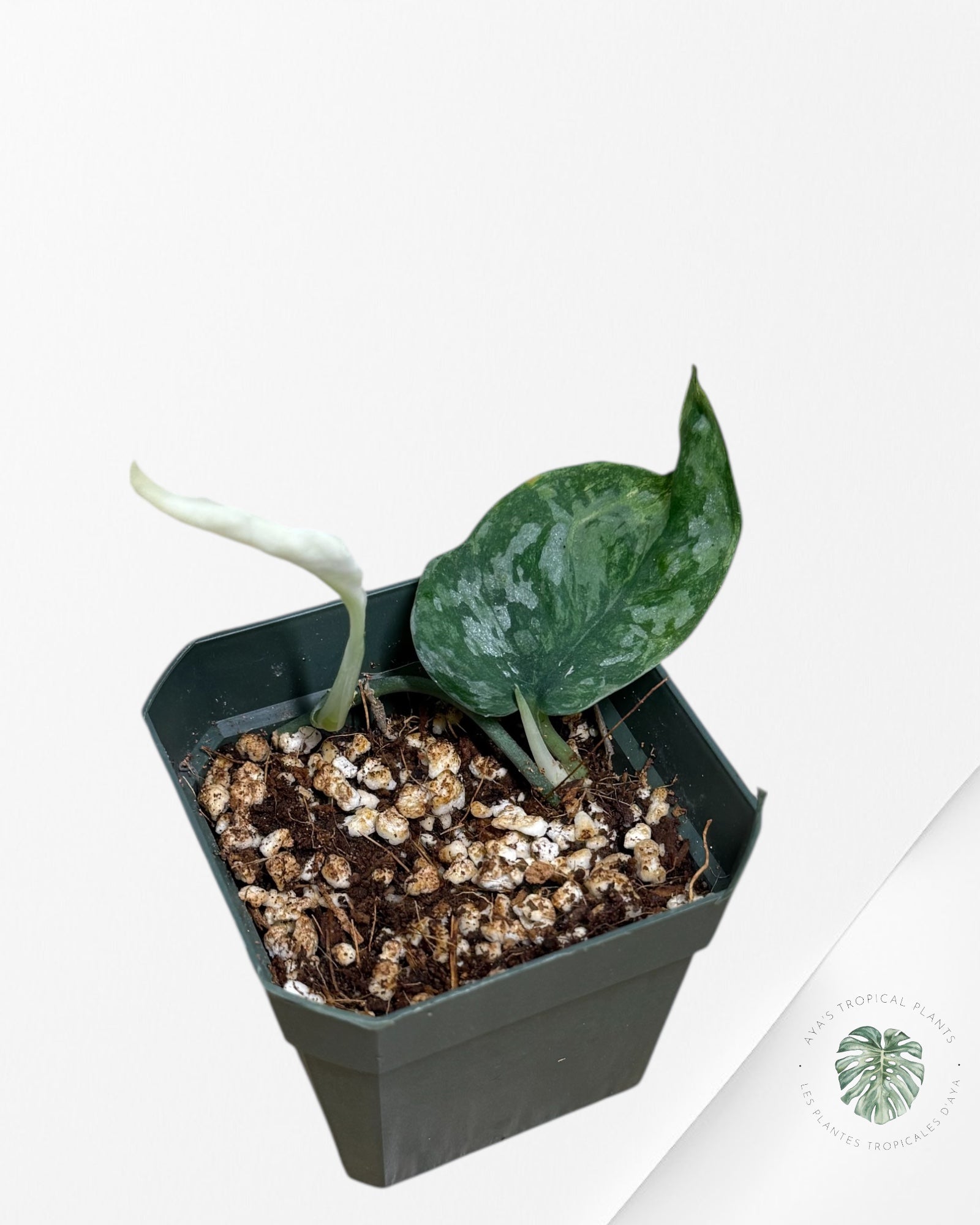 Scindapsus Lichemint - L2