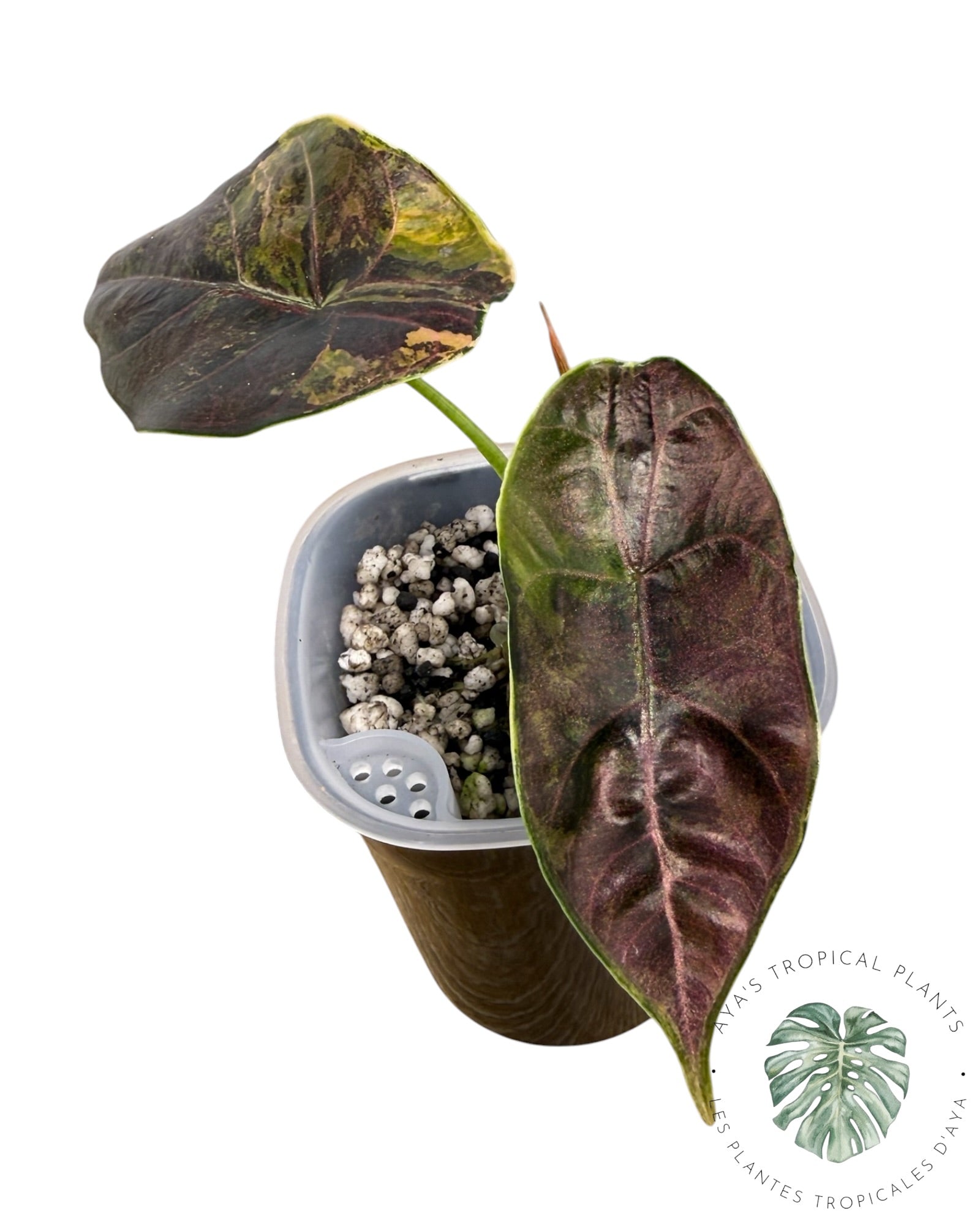 Alocasia Azlanii Aurea panaché