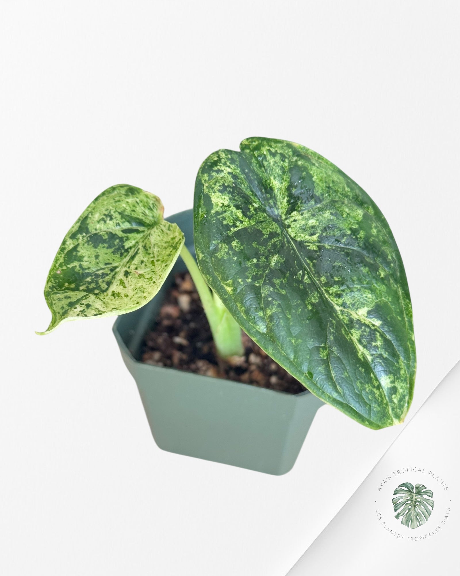 Alocasia Dragon Scale Mint - S1