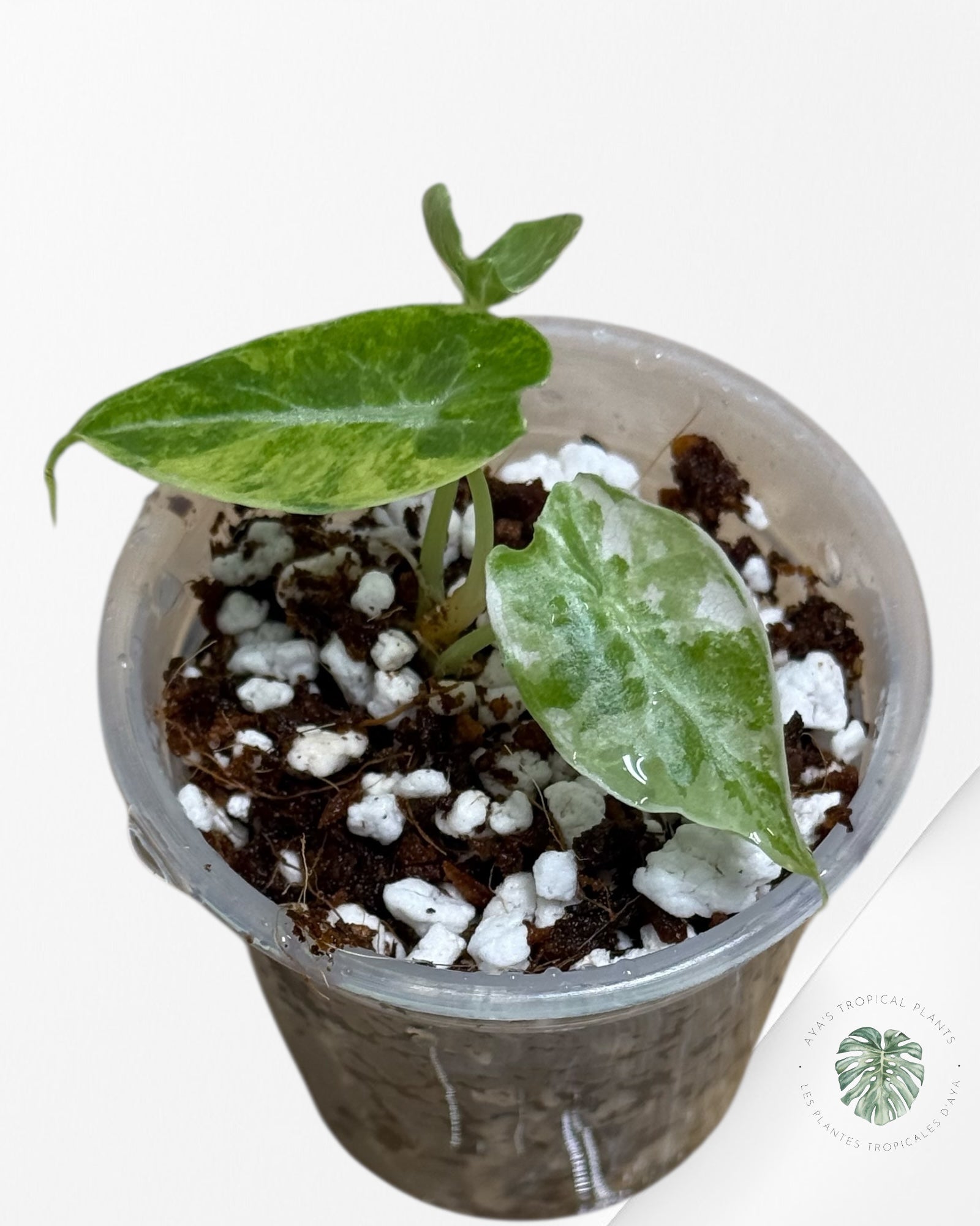 Alocasia Watsoniana Doff. Pink Variegated |Rare TC Plant| Aya's Tropical Plants