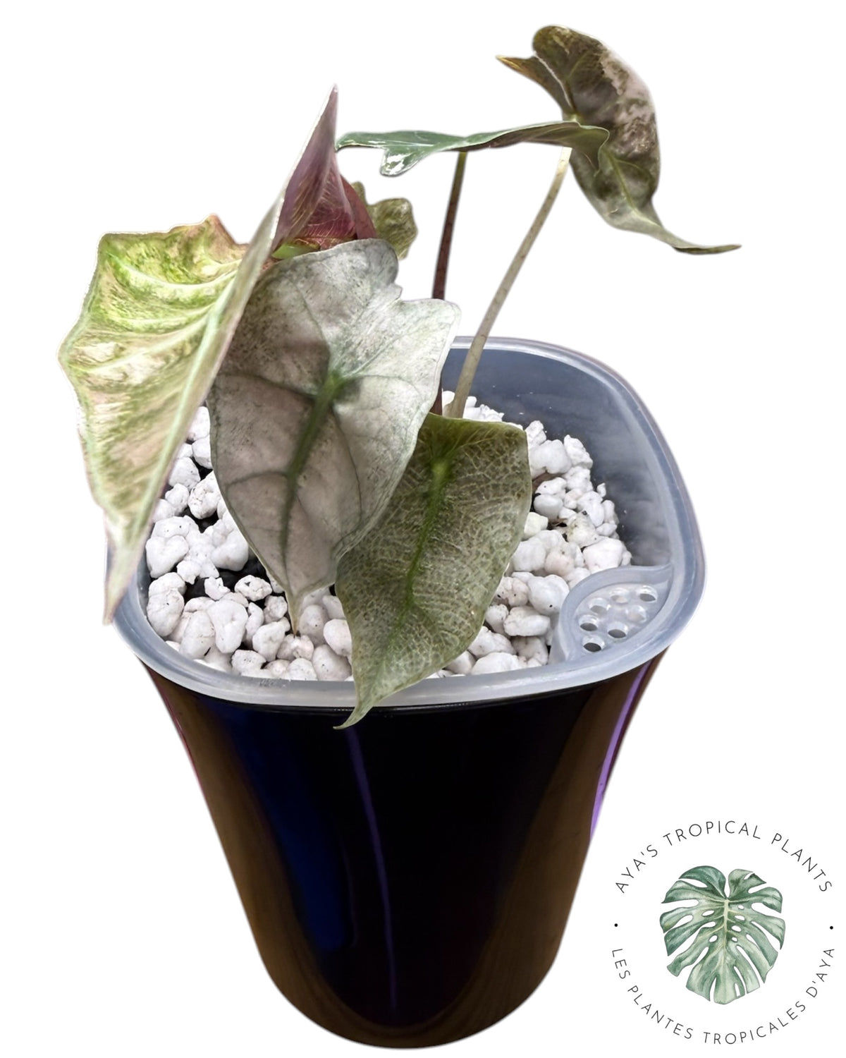 Alocasia Polly Lava Variegated
