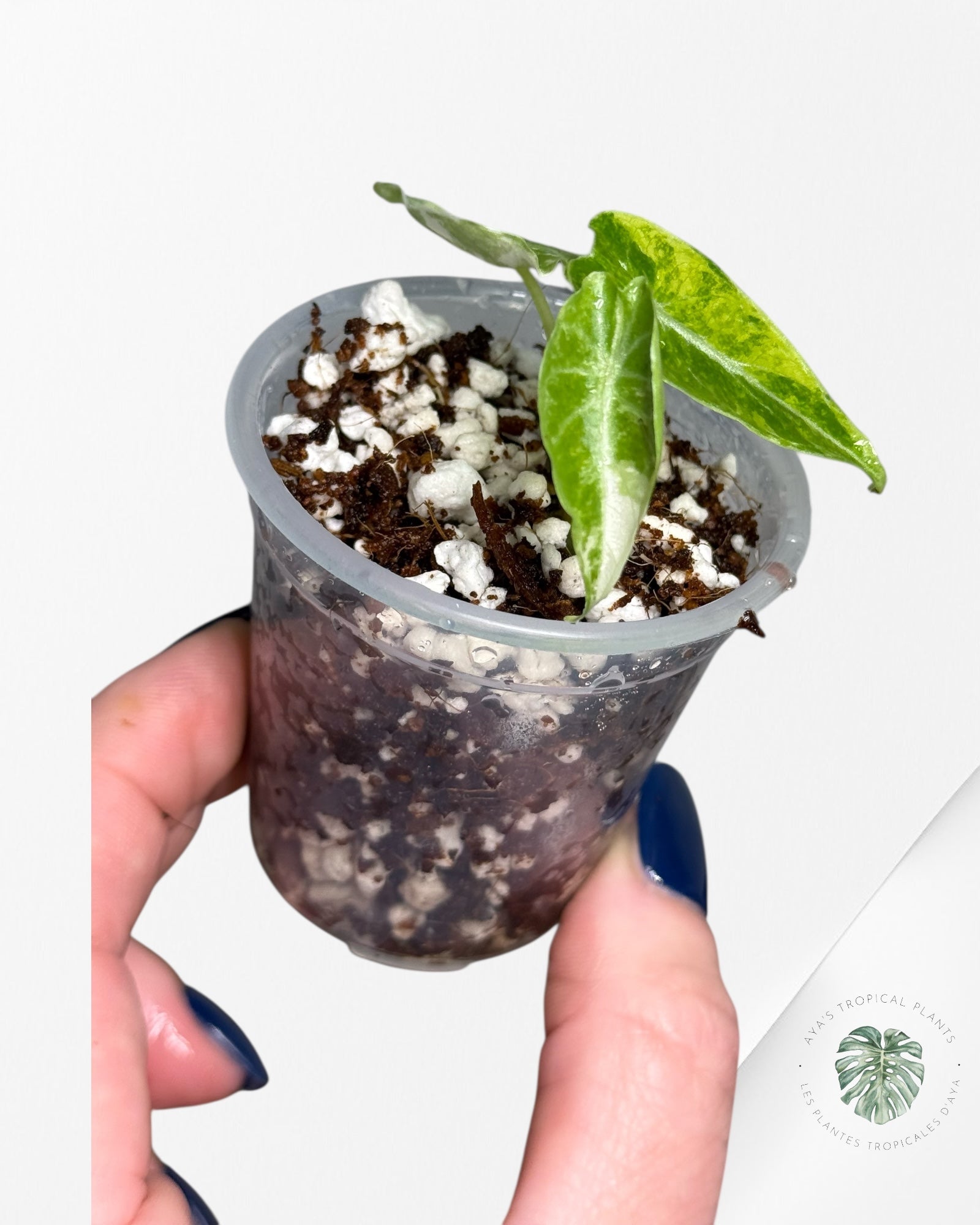 Alocasia Watsoniana Doff. Pink Variegated |Rare TC Plant| Aya's Tropical Plants