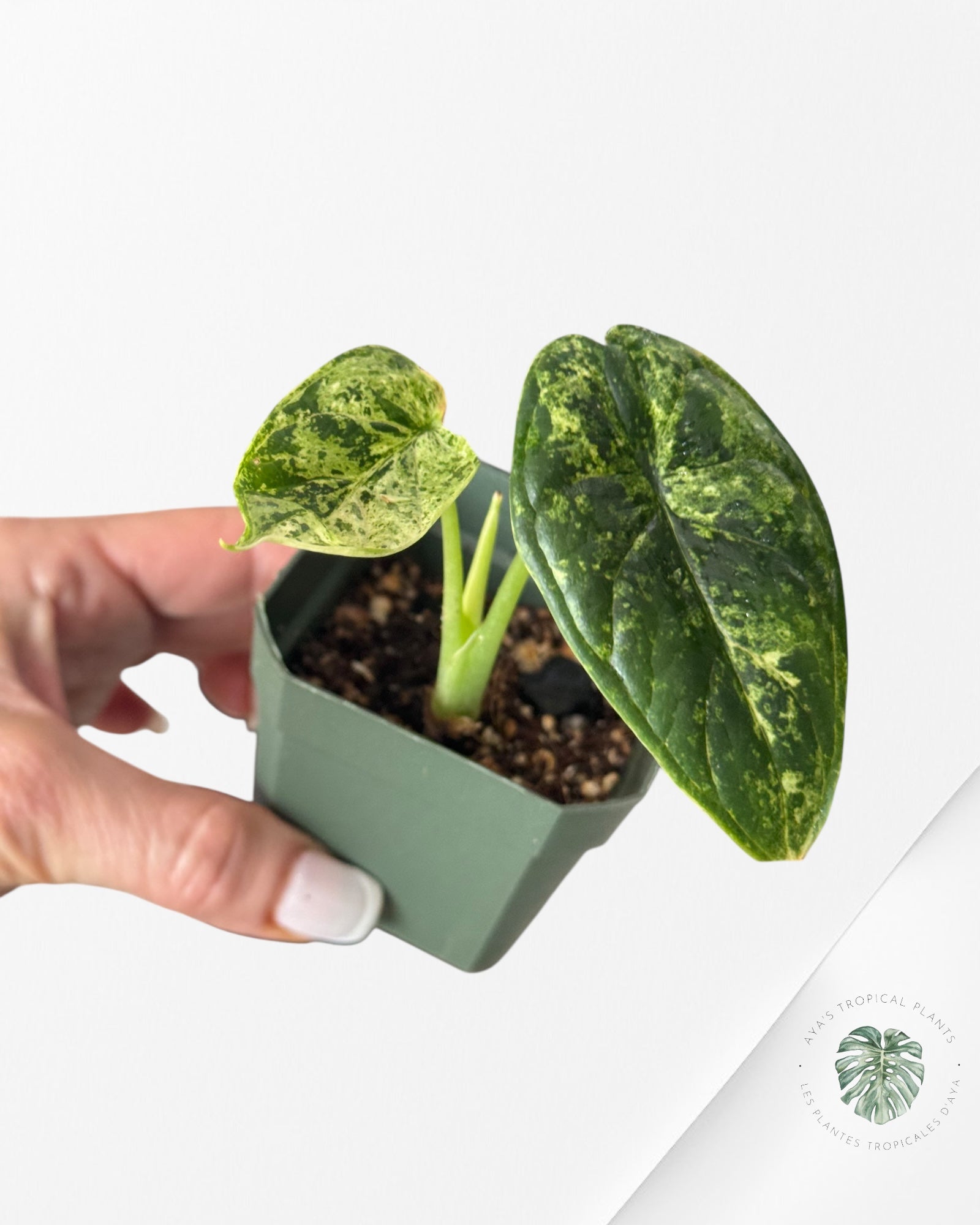 Alocasia Dragon Scale Mint - S1
