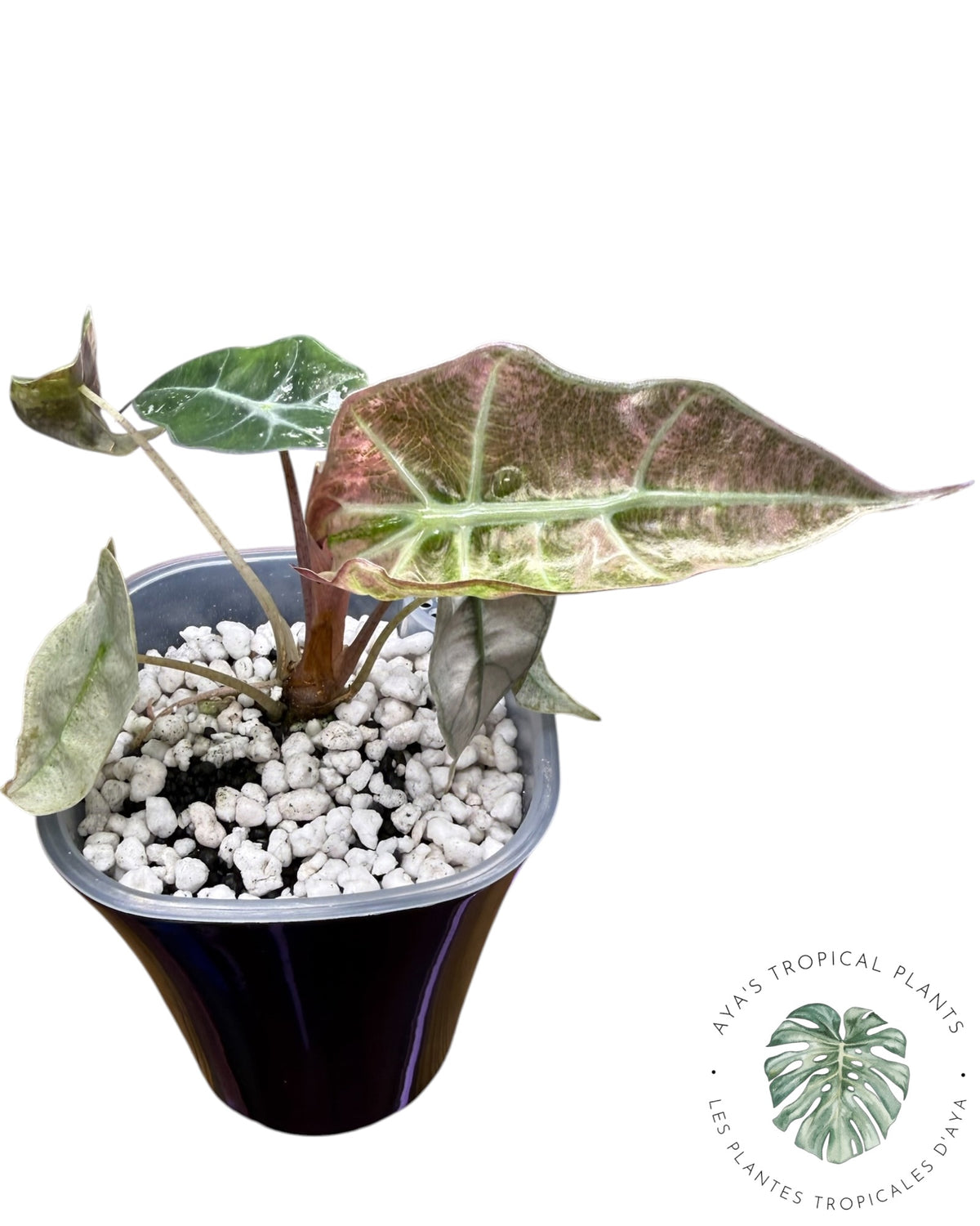 Alocasia Polly Lava Variegated
