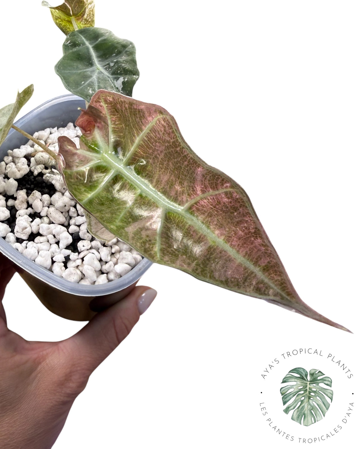 Alocasia Polly Lava Variegated