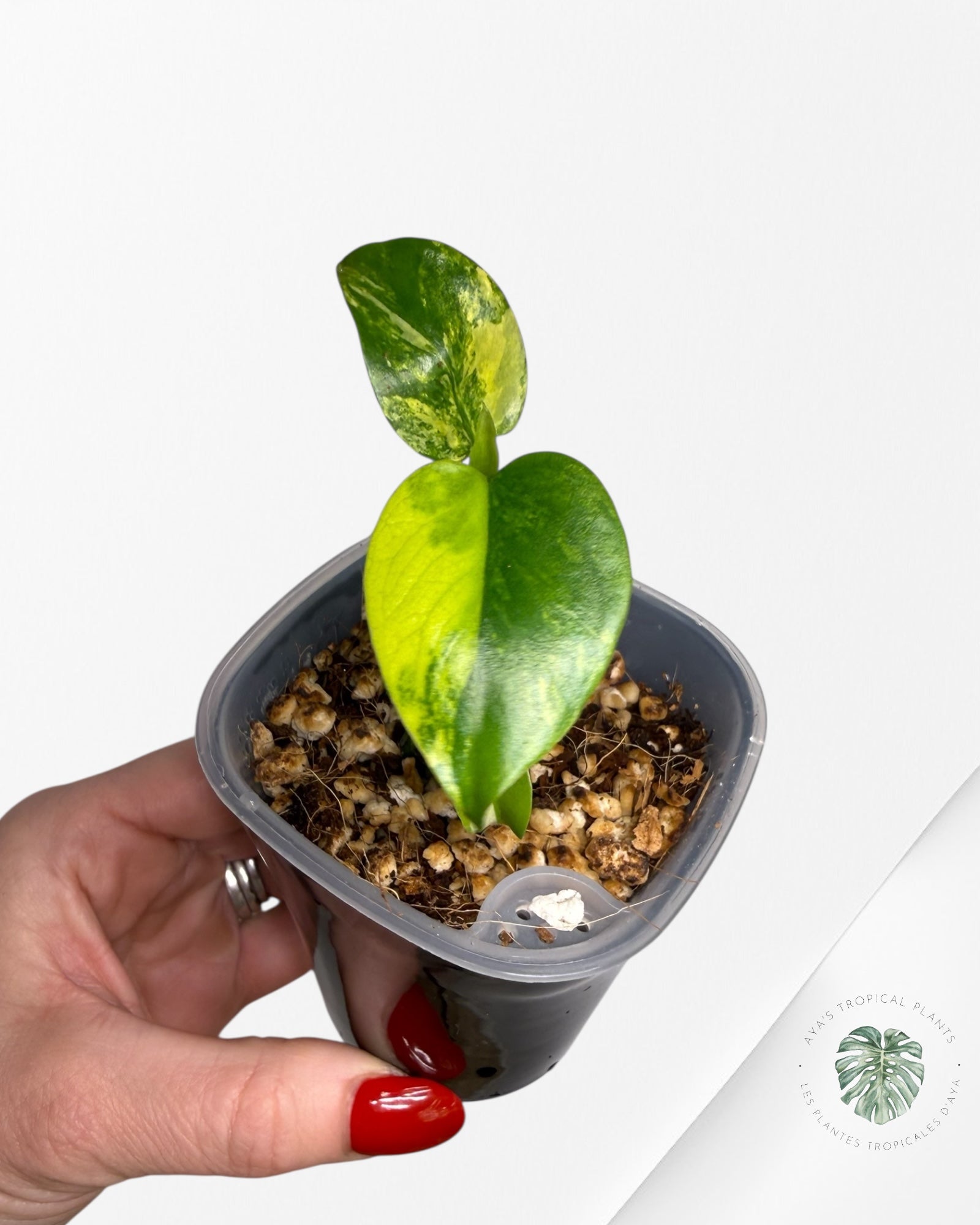 Monstera Deliciosa 'Yellow Marilyn'