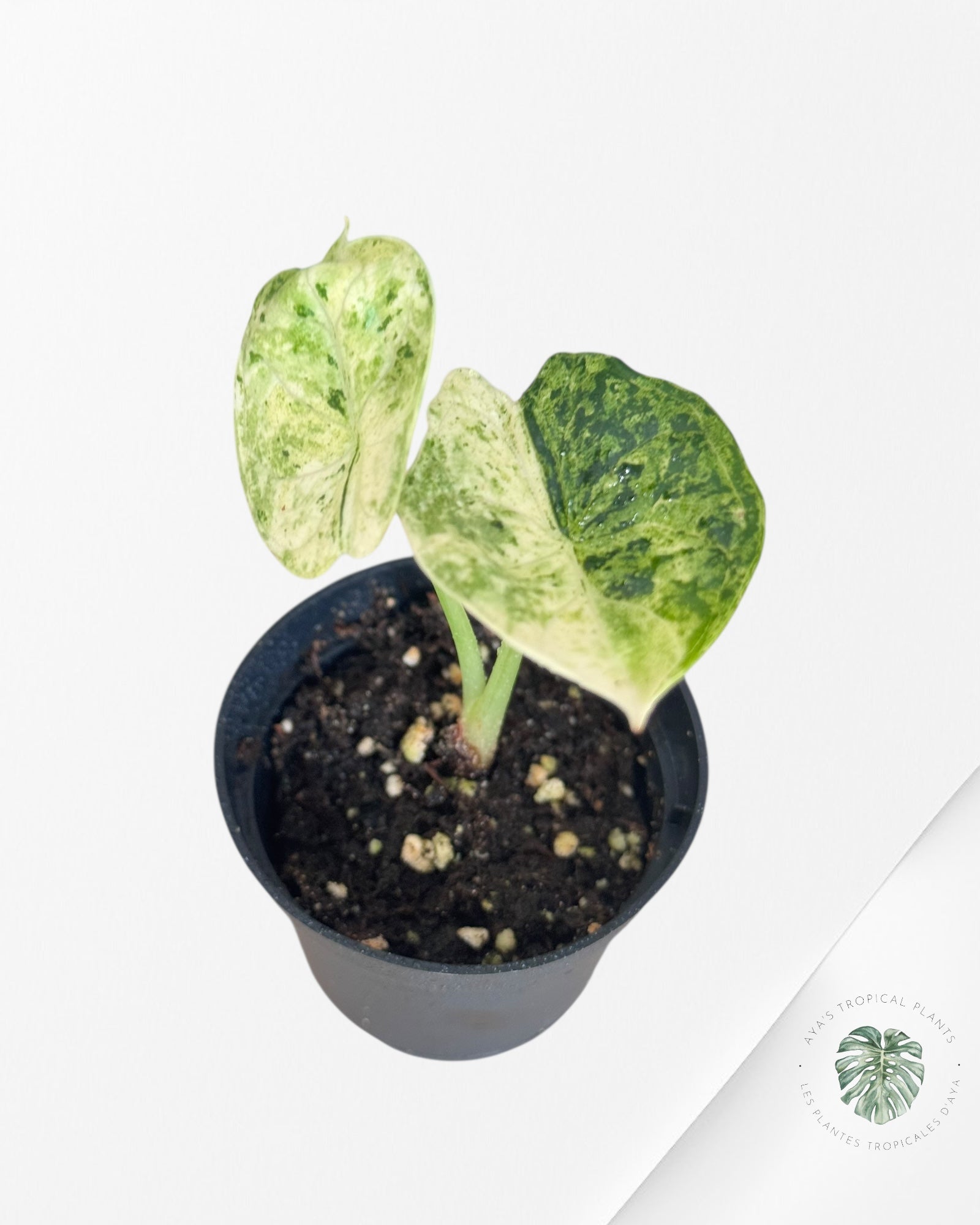 Alocasia Dragon Scale Mint-51
