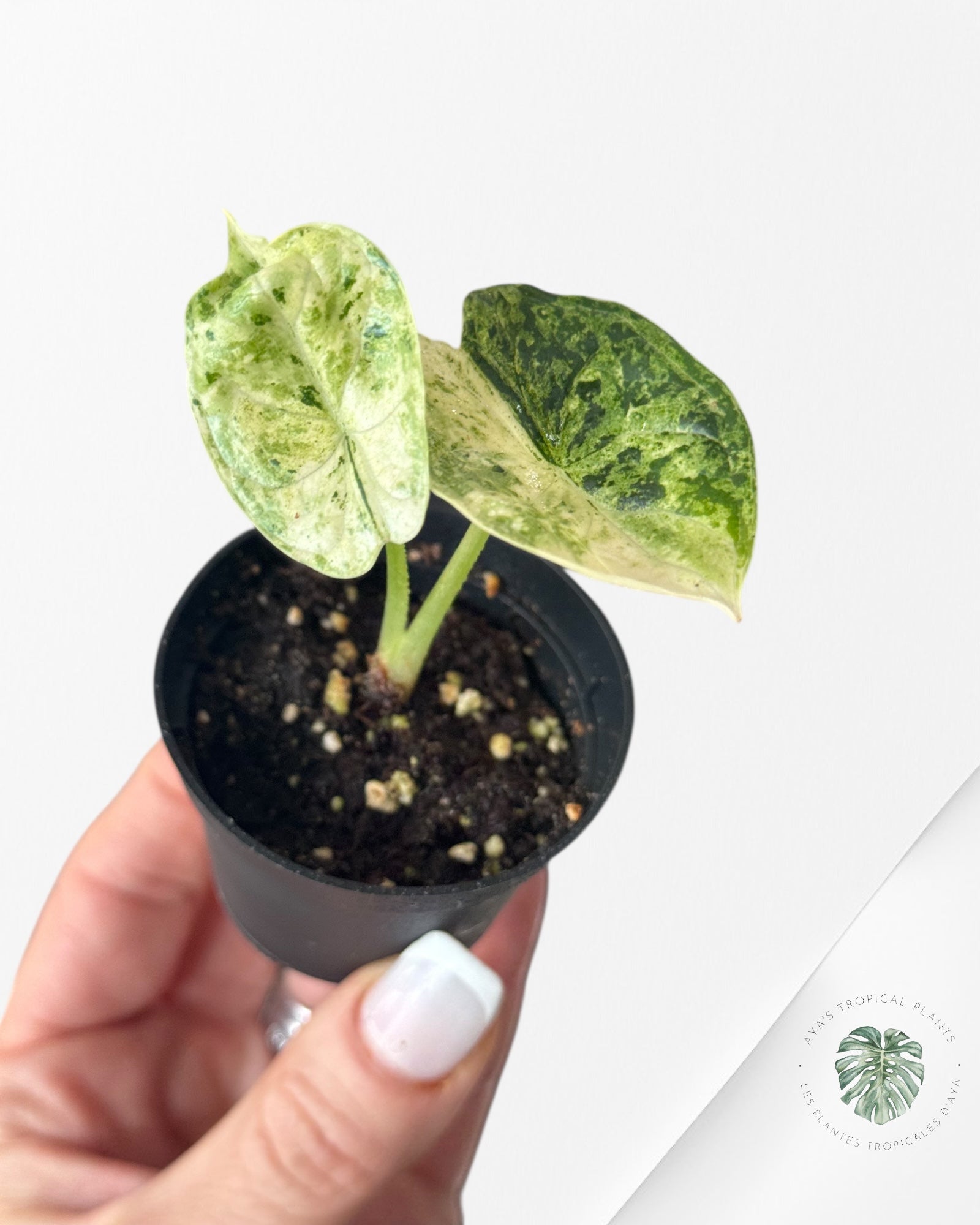 Alocasia Dragon Scale Mint-51