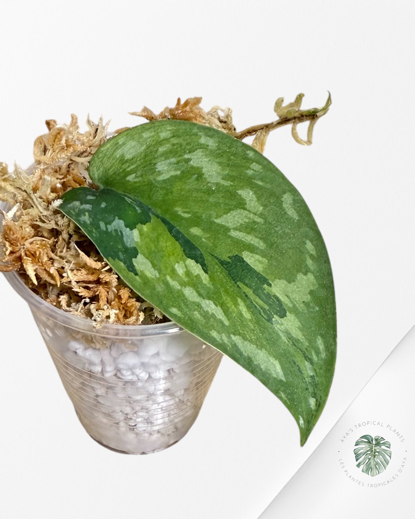 Scindapsus Matcha - A