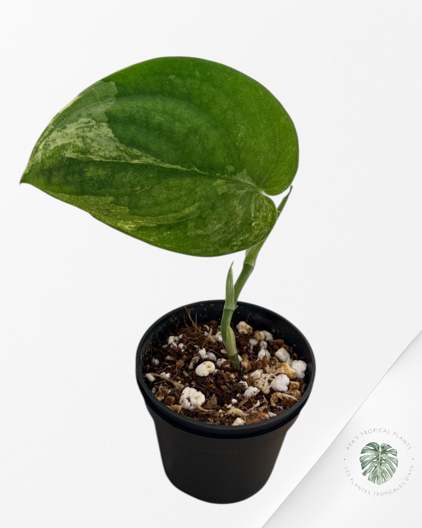 Scindapsus Silver Splash Variagated - A
