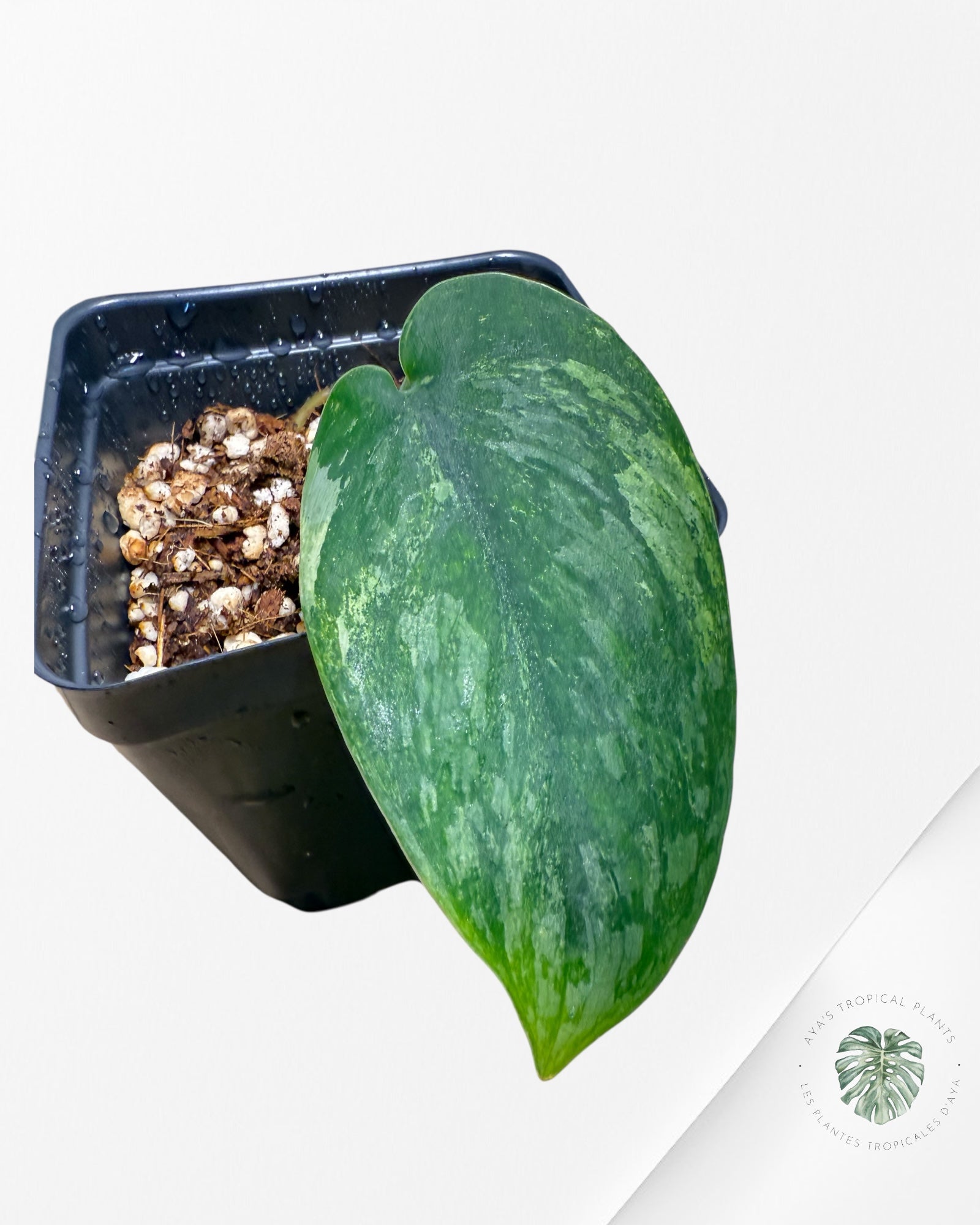 Scindapsus Parahyangan-PB