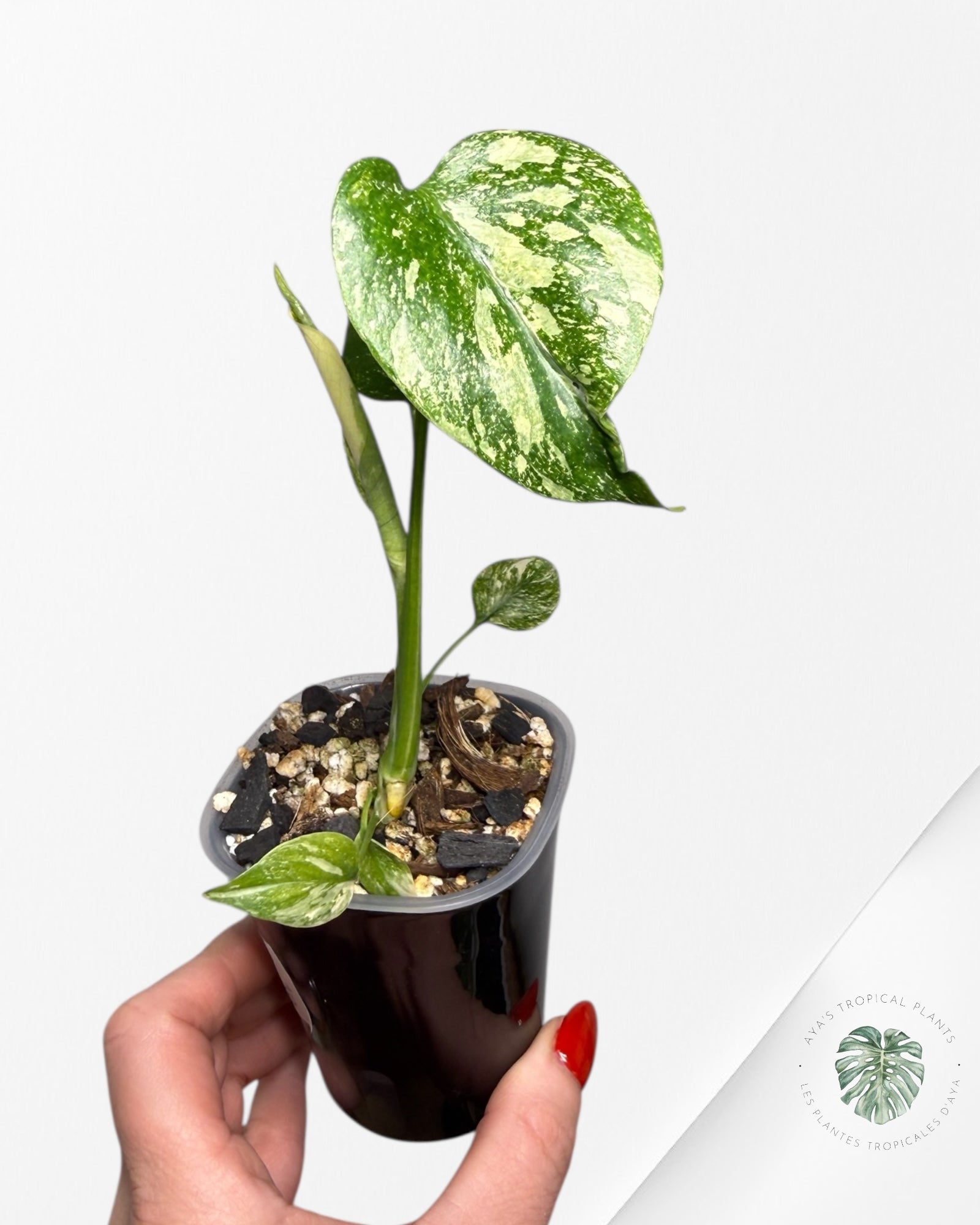 Monstera Thai Constellation Creme Brûlée