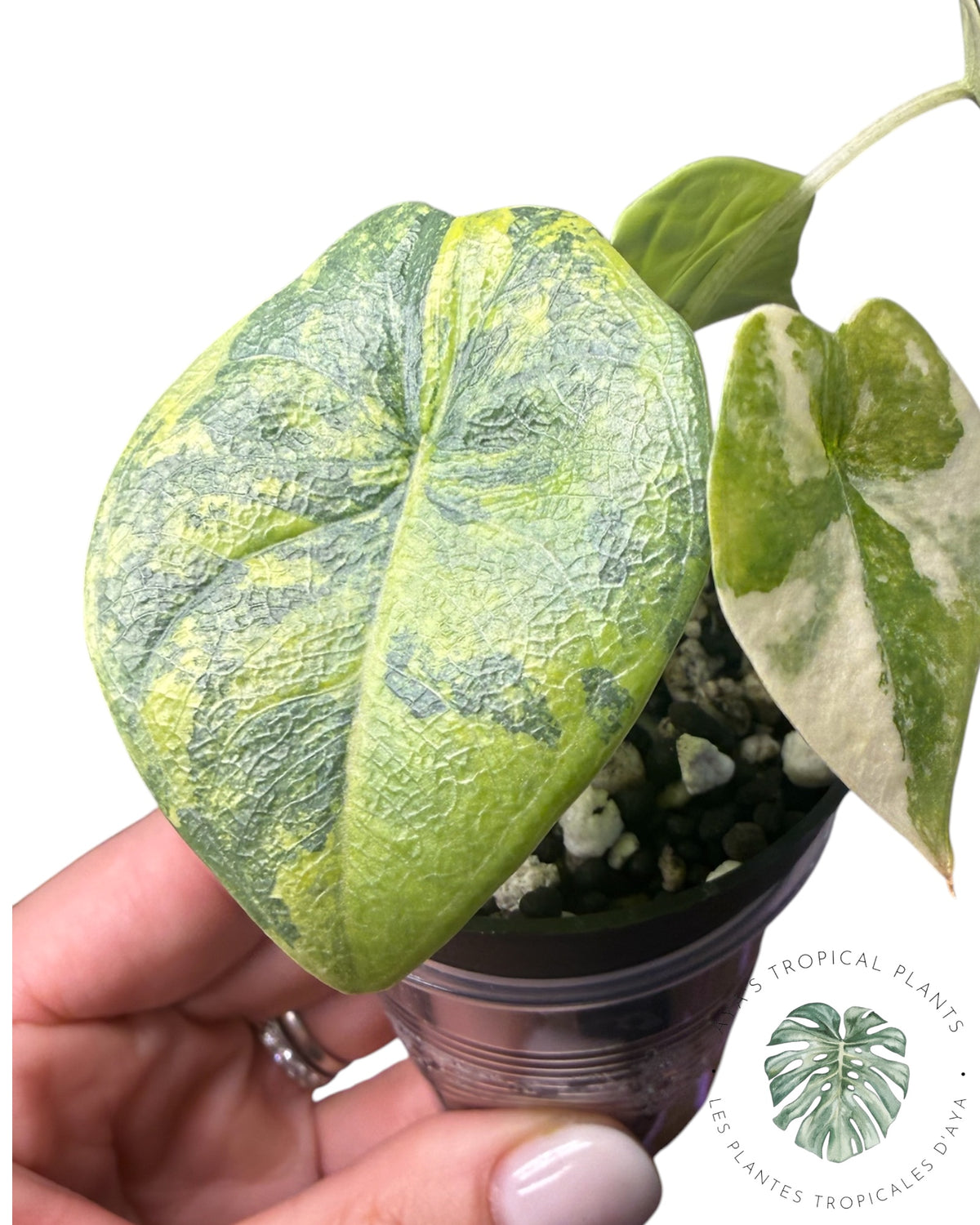 Alocasia Melo Aurea long form