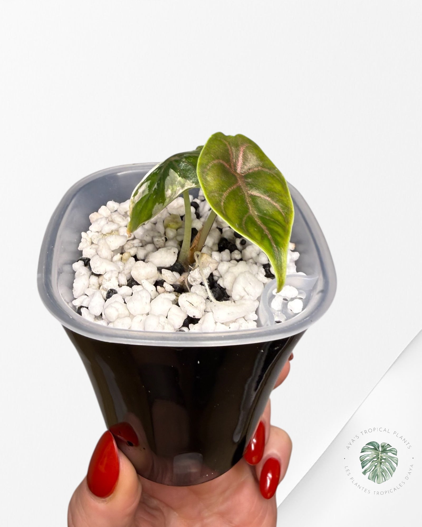 Alocasia Azlanii Pink Variegated