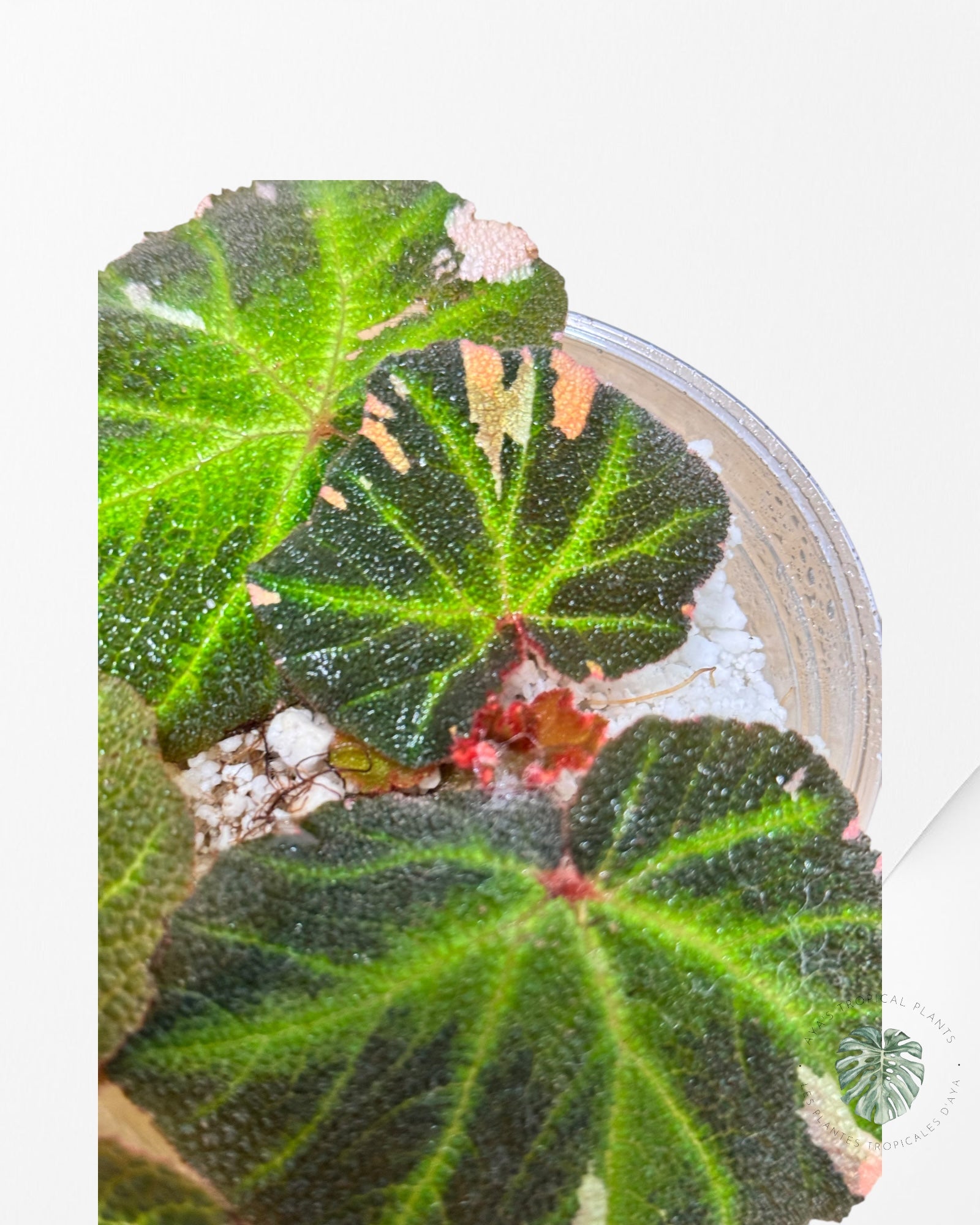 Begonia soli-mutata (variegated)