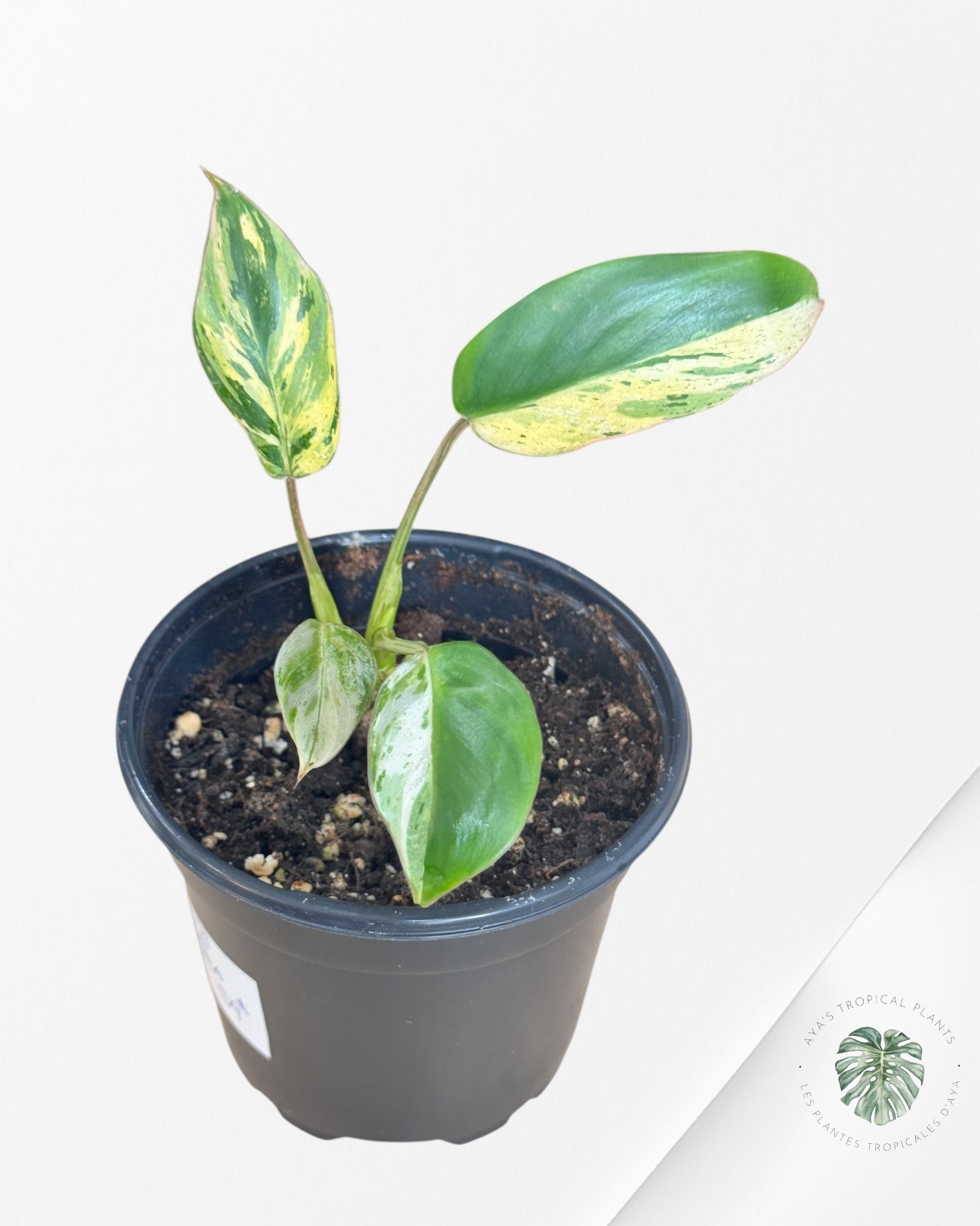 Philodendron Emerald Ice Aurea - C