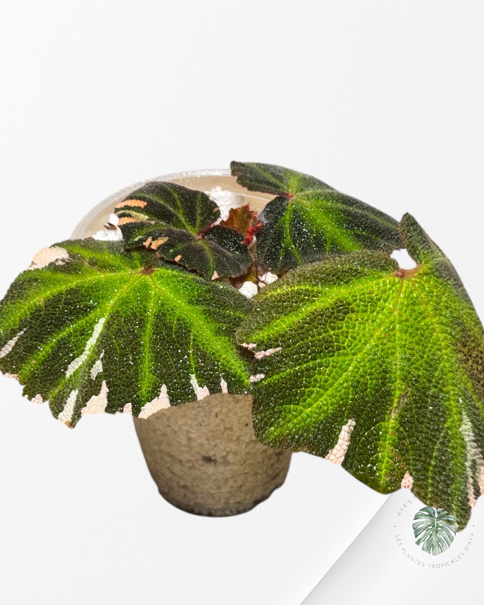 Begonia soli-mutata (variegated)