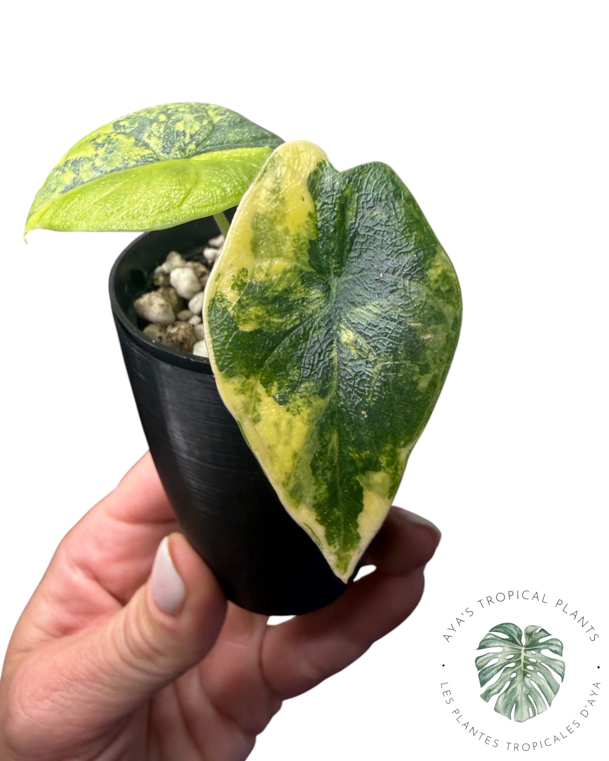 Alocasia Melo Aurea long form