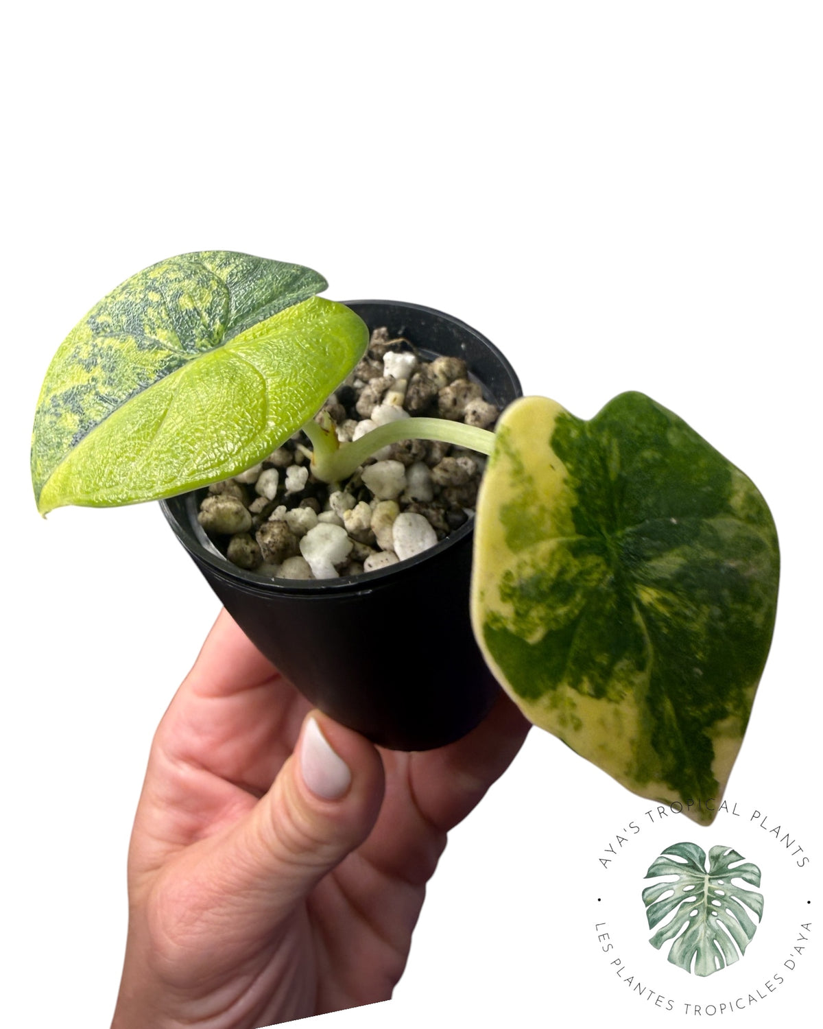 Alocasia Melo Aurea long form