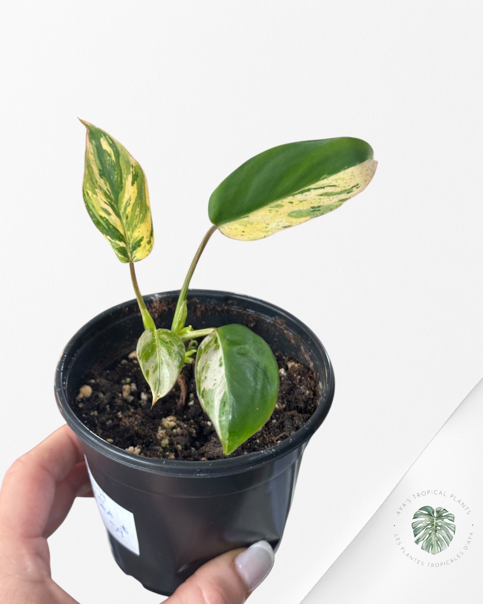 Philodendron Emerald Ice Aurea - C