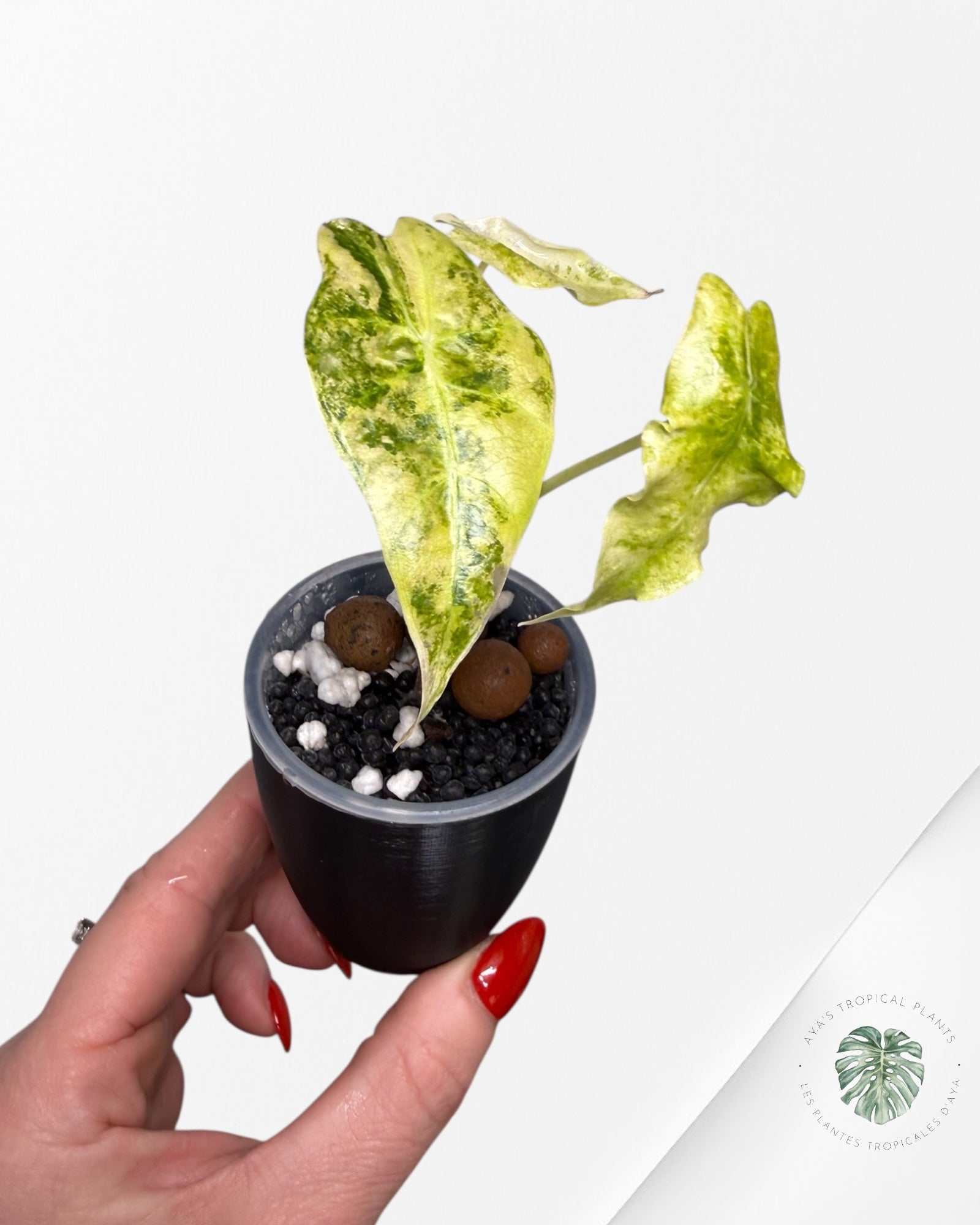 Alocasia Sanderiana ‘Bull’ Aurea Variegated