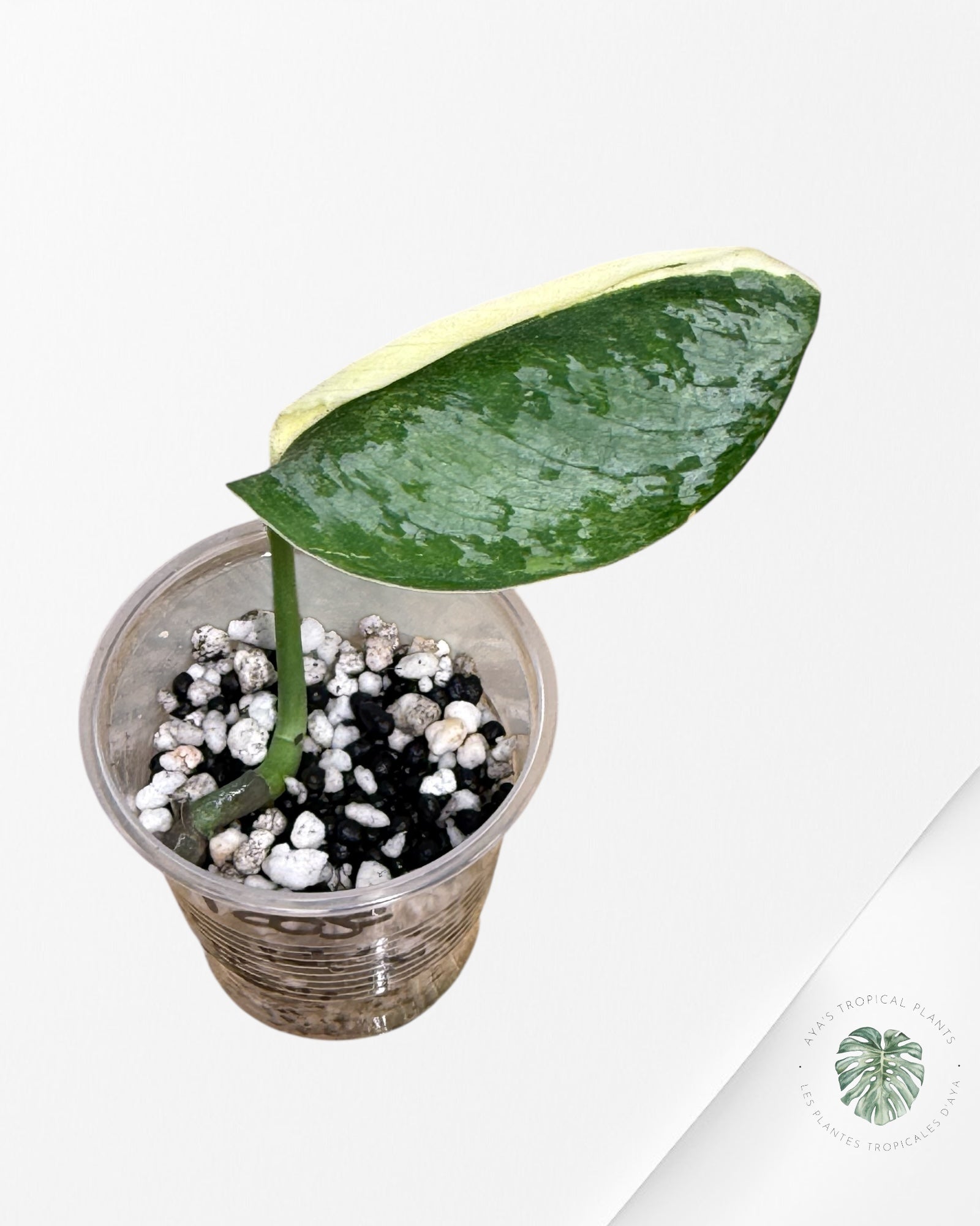 Scindapsus Radjatapura - RA
