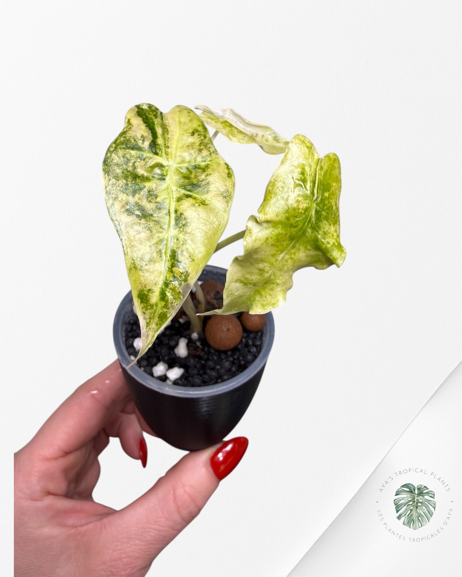 Alocasia Sanderiana ‘Bull’ Aurea Variegated