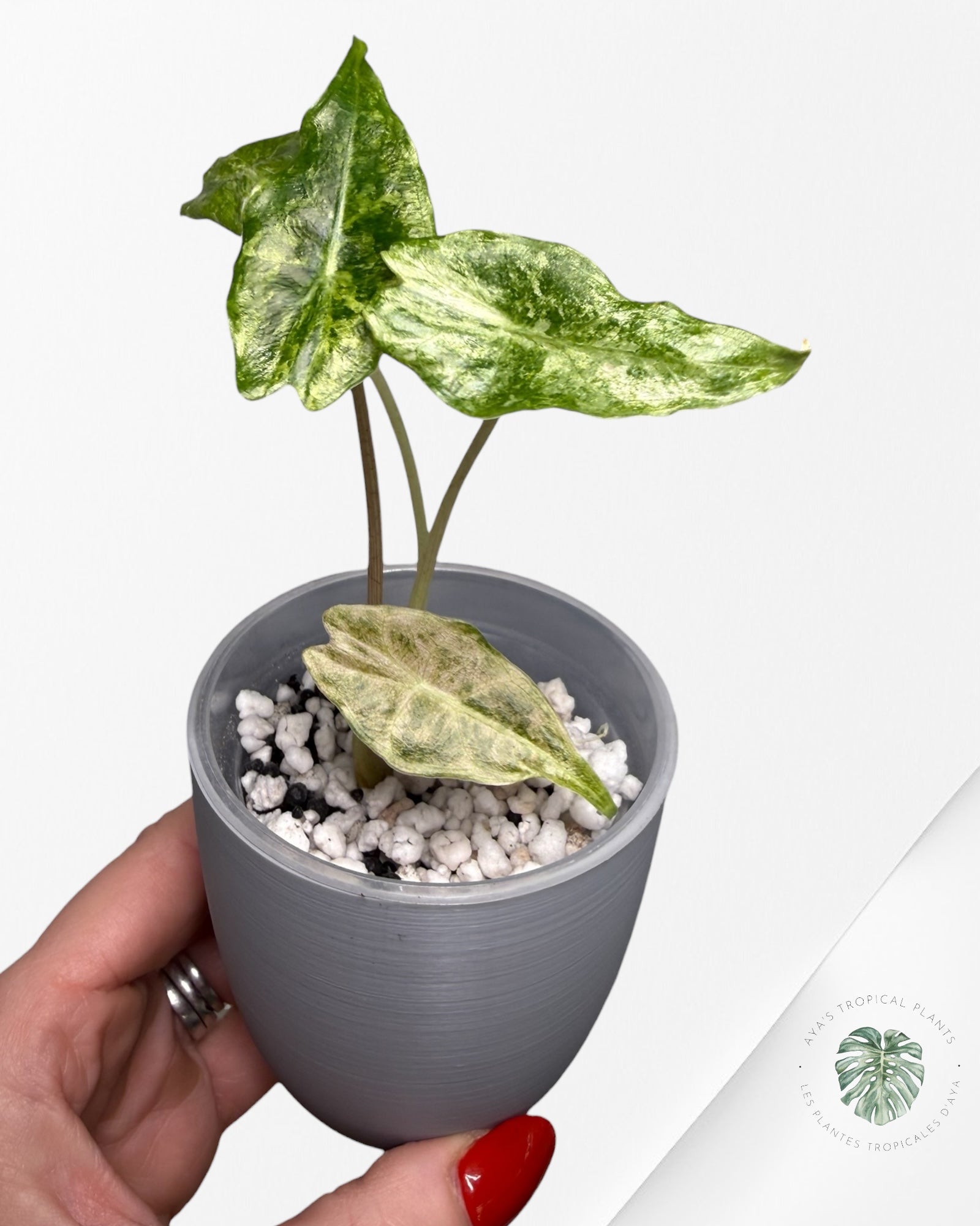 Alocasia Black Saturn 'Stardust' Variegated