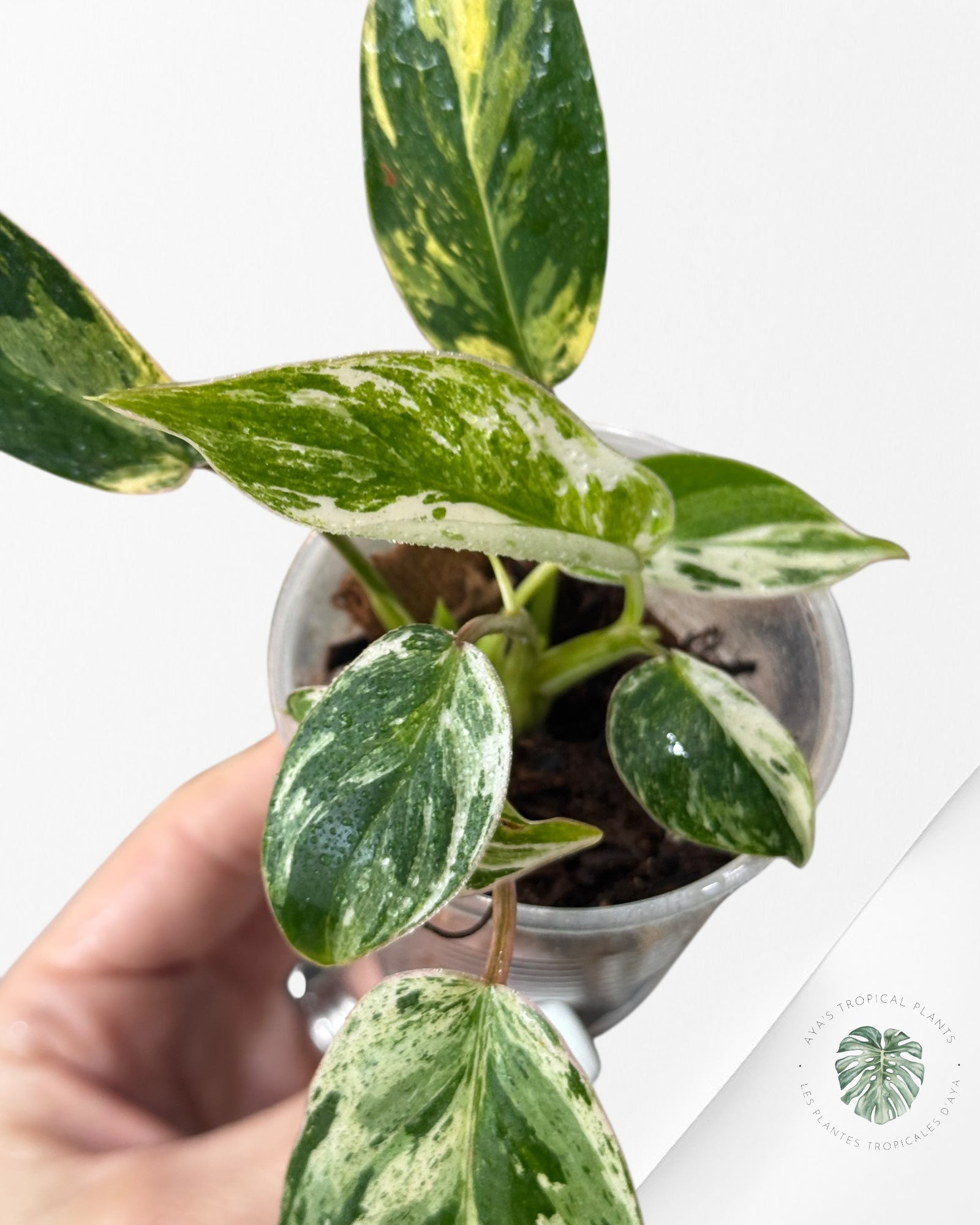 Philodendron Emerald Ice Aurea - B