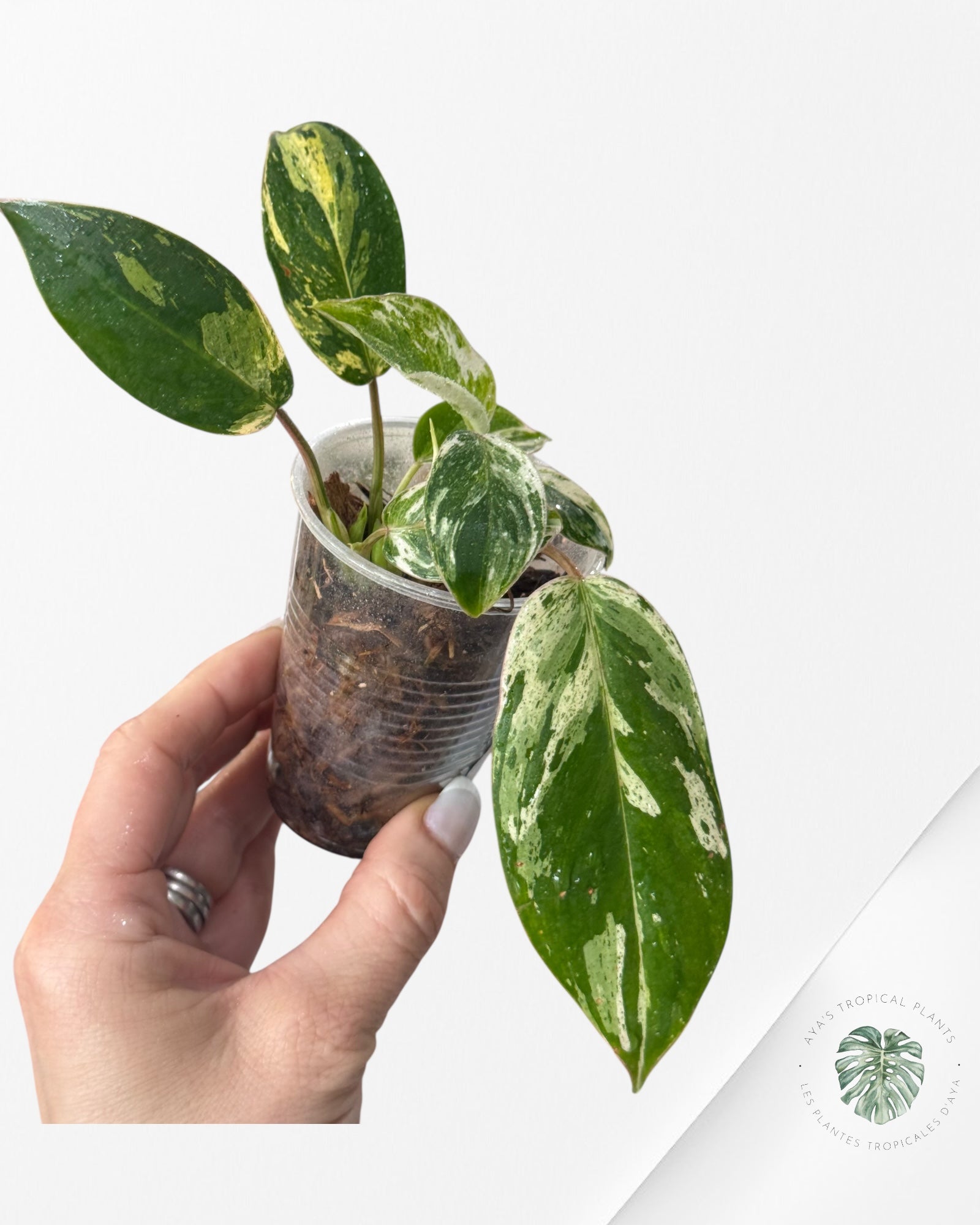 Philodendron Emerald Ice Aurea - B