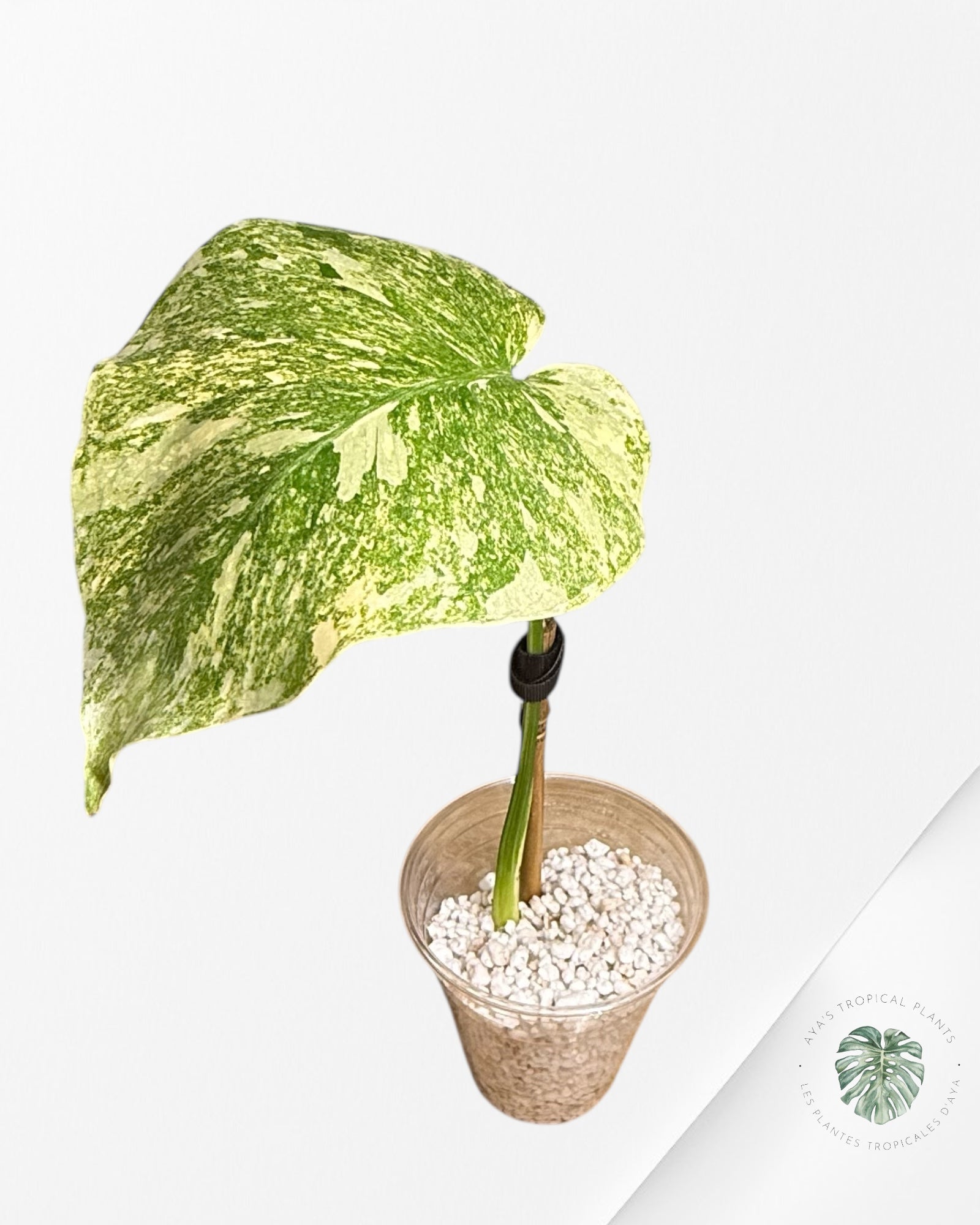 Monstera Legacy - 03