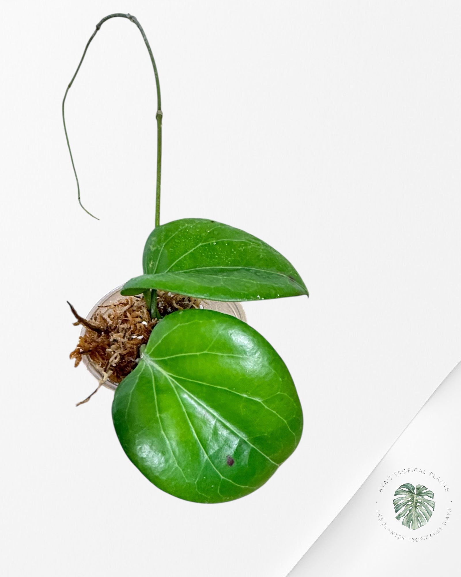 Hoya Cominsii - F2