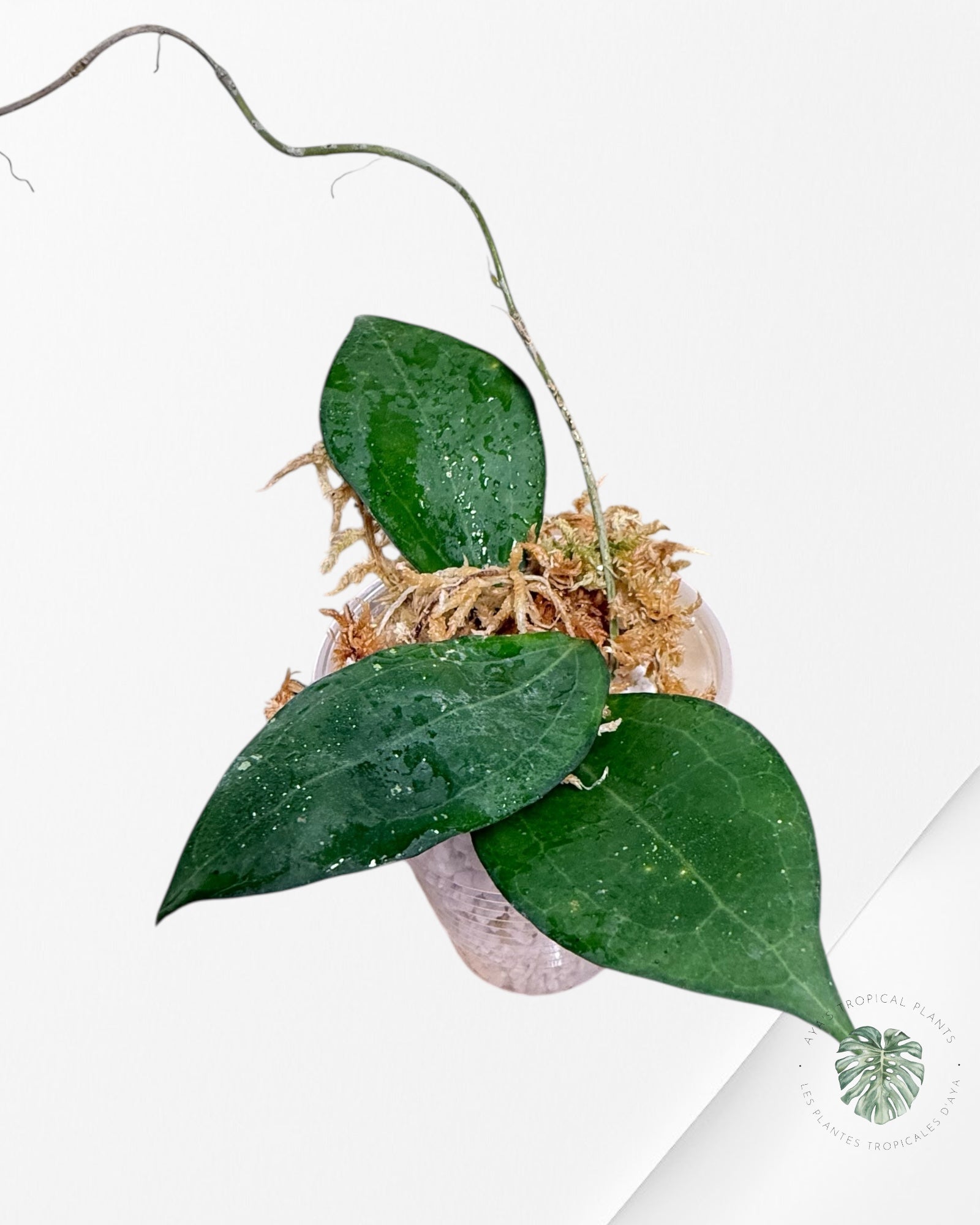 Hoya Paulshirleyi - F10
