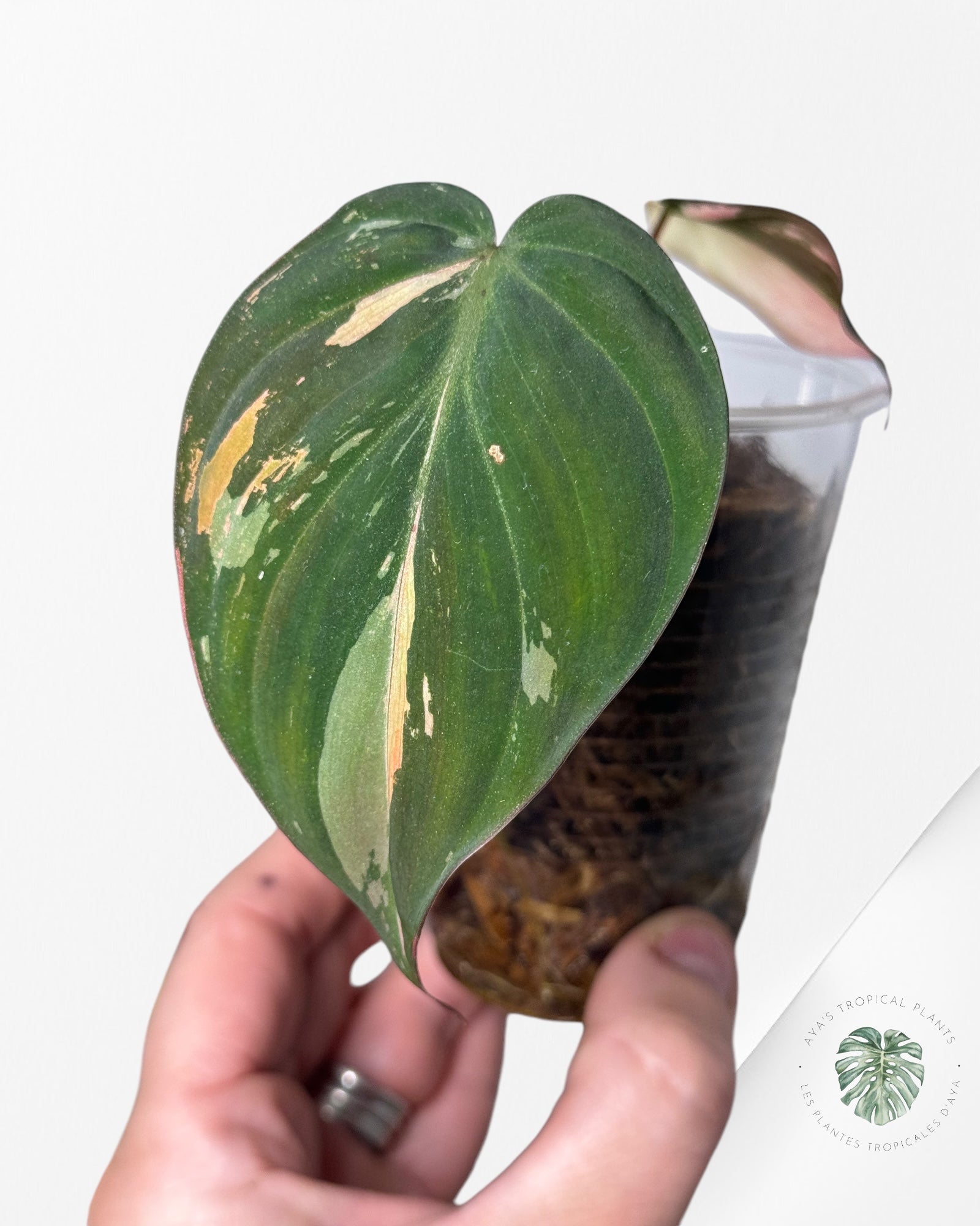 Philodendron Pink Micans PPM180