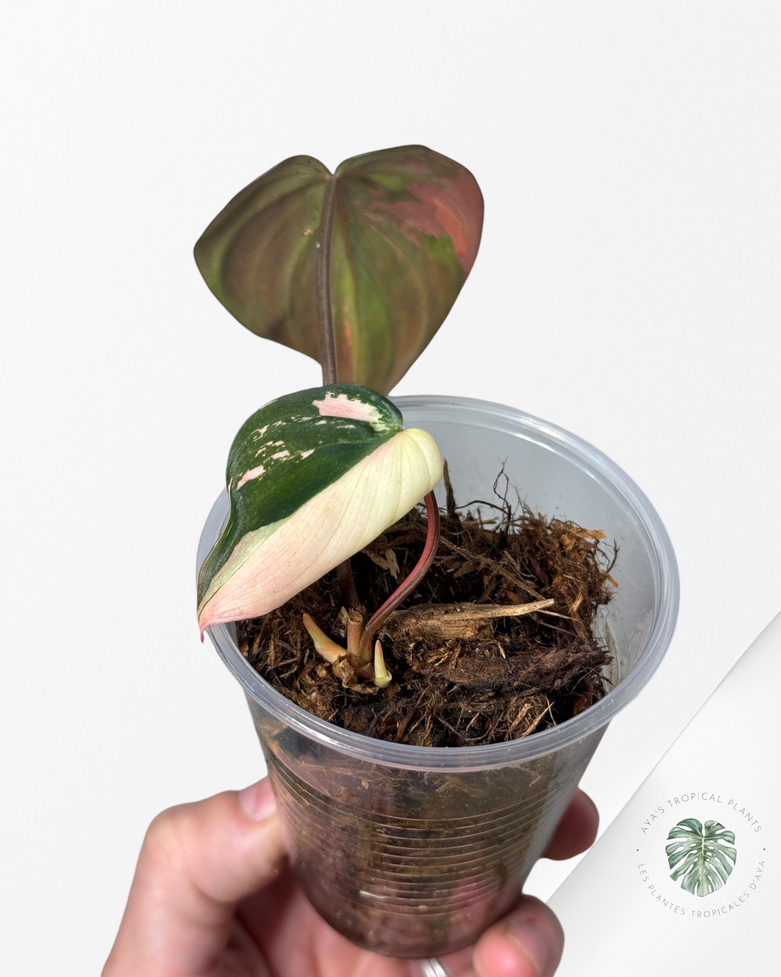 Philodendron Micans Rose PPM180