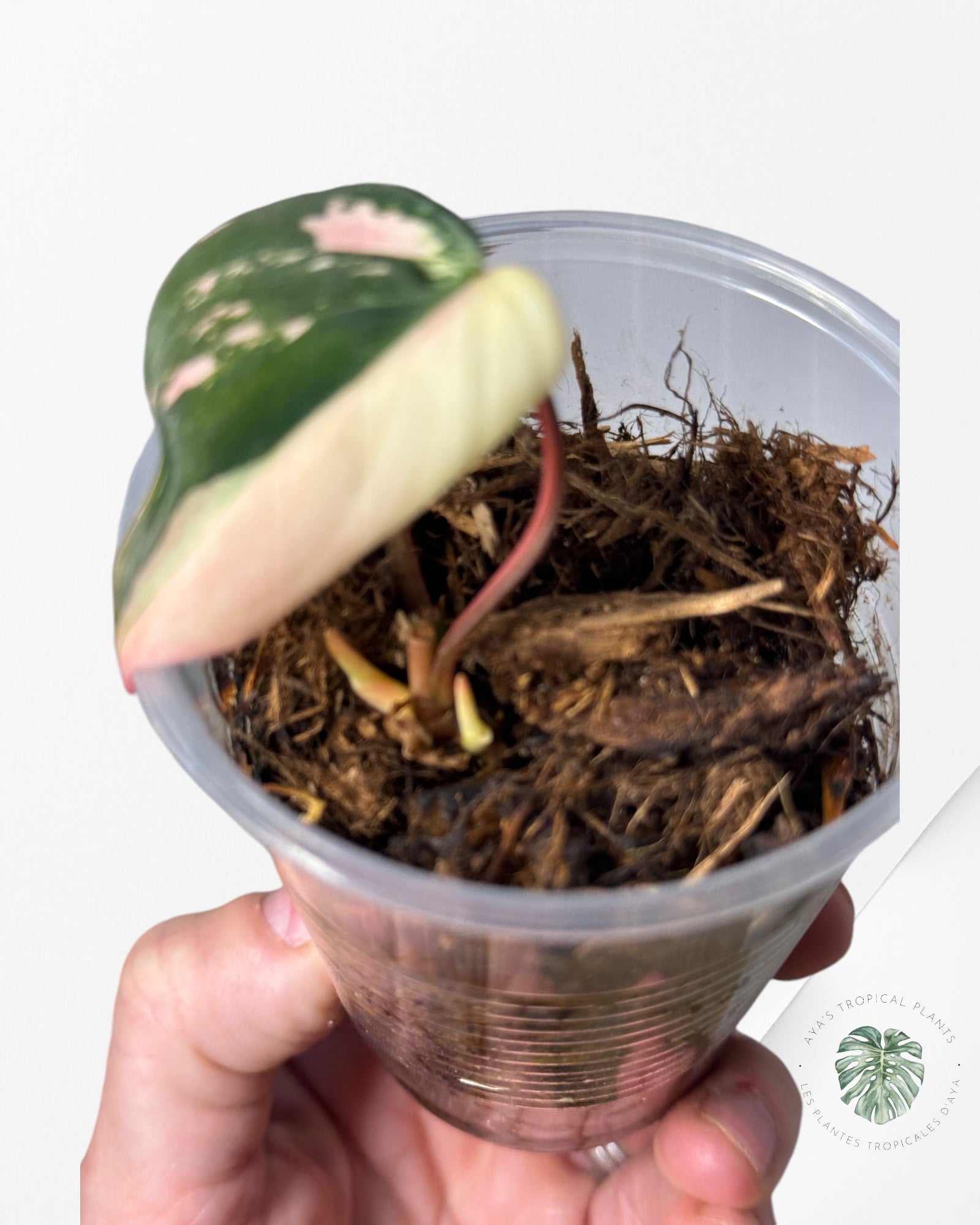 Philodendron Pink Micans PPM180