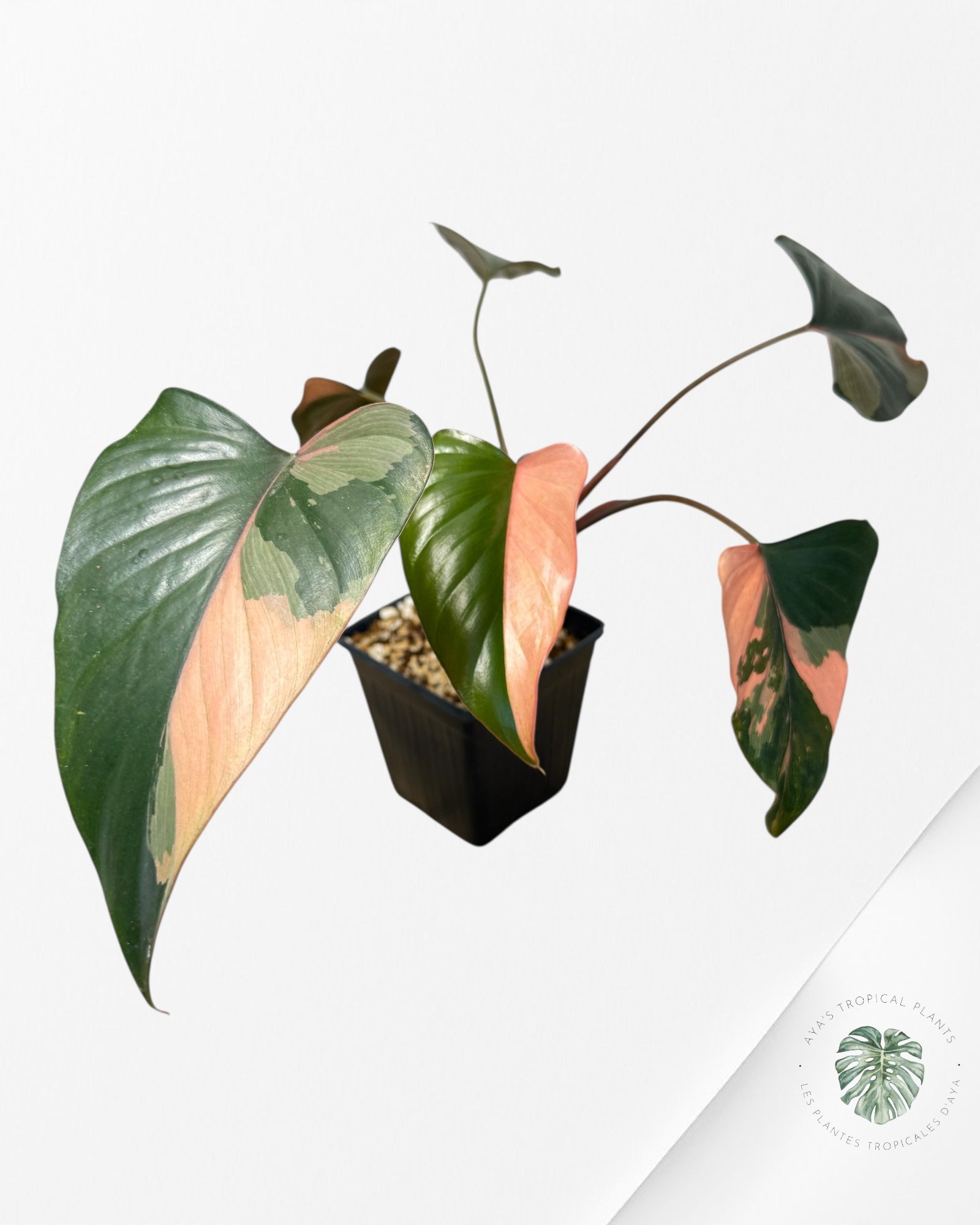 Homalomena Pink Diamond - 2