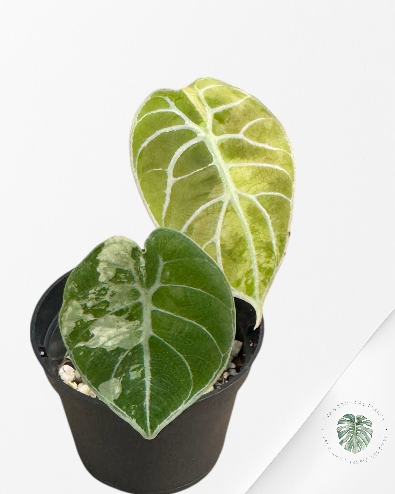 Alocasia watsoniana "Doff" Pink variegated -V