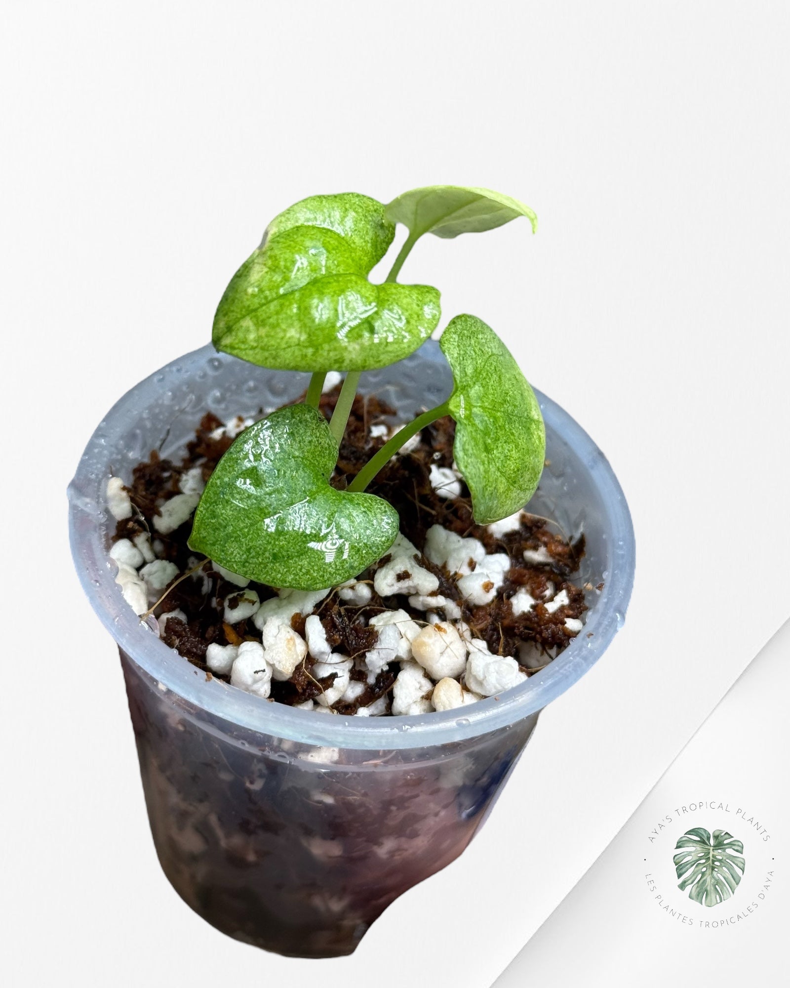 Anthurium Dark Phoenix panaché | Plante rare TC | Plantes tropicales d'Aya