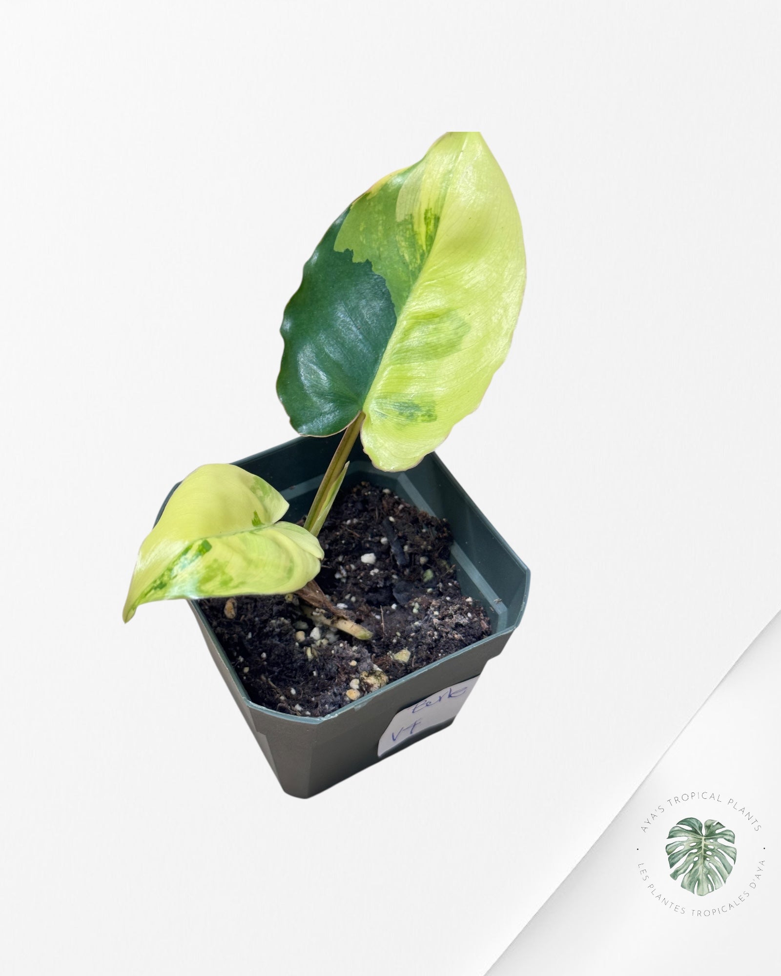 Philodendron Burle Marx variagated - V4
