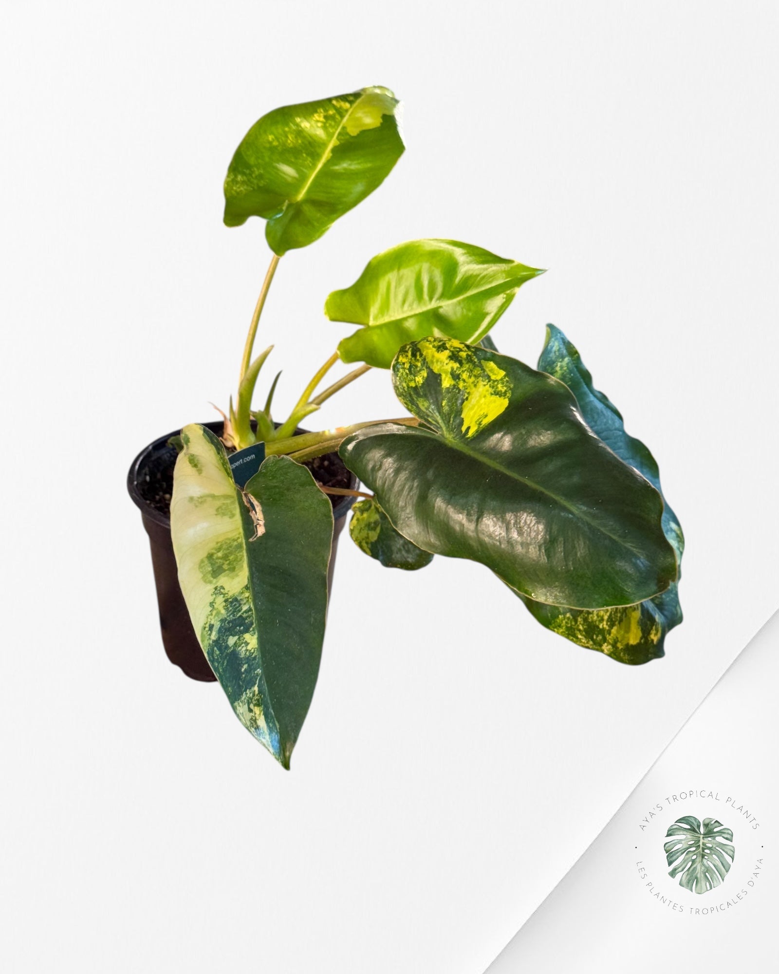 Philodendron Burle Marx variagated - Z
