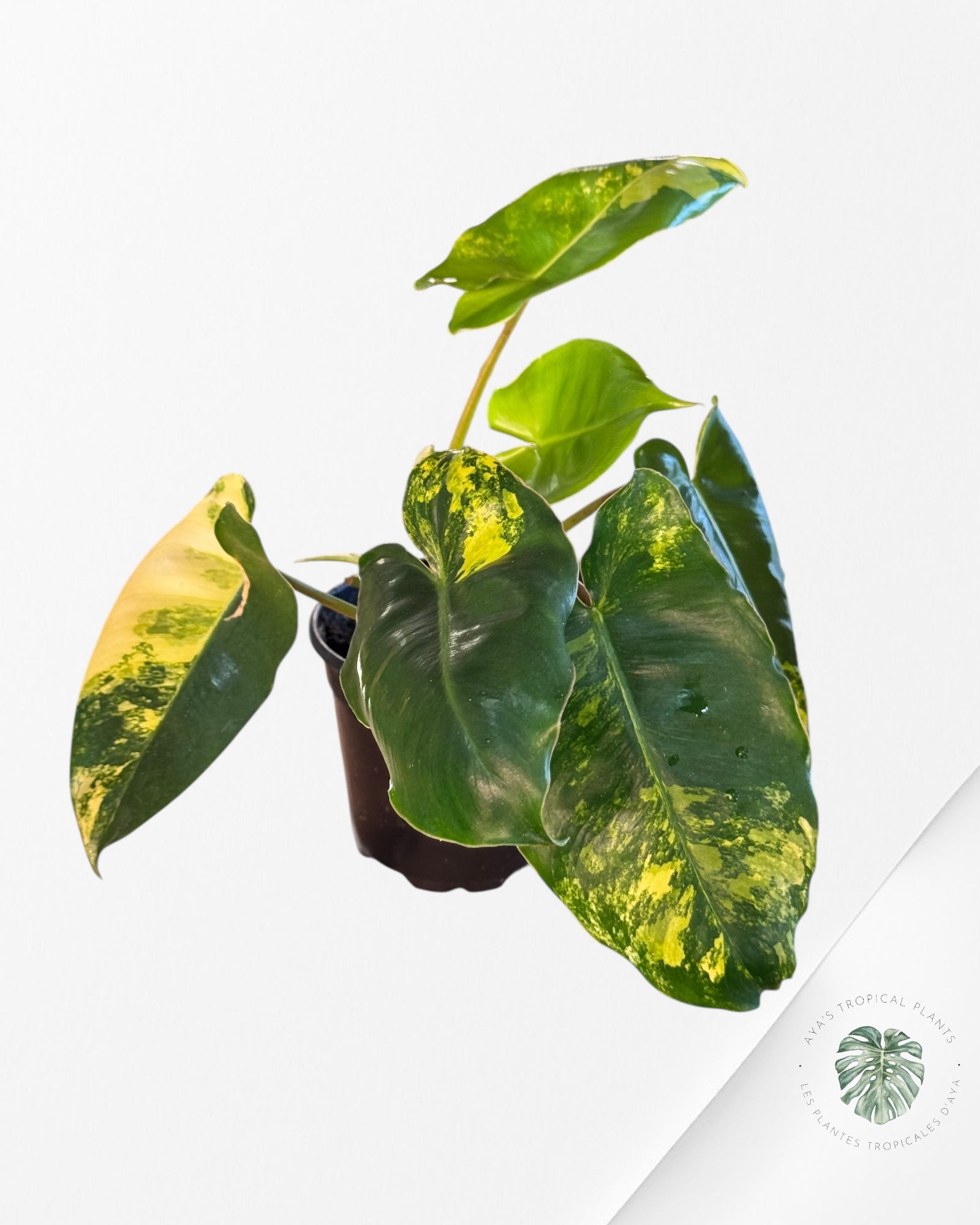 Philodendron Burle Marx variagated - Z