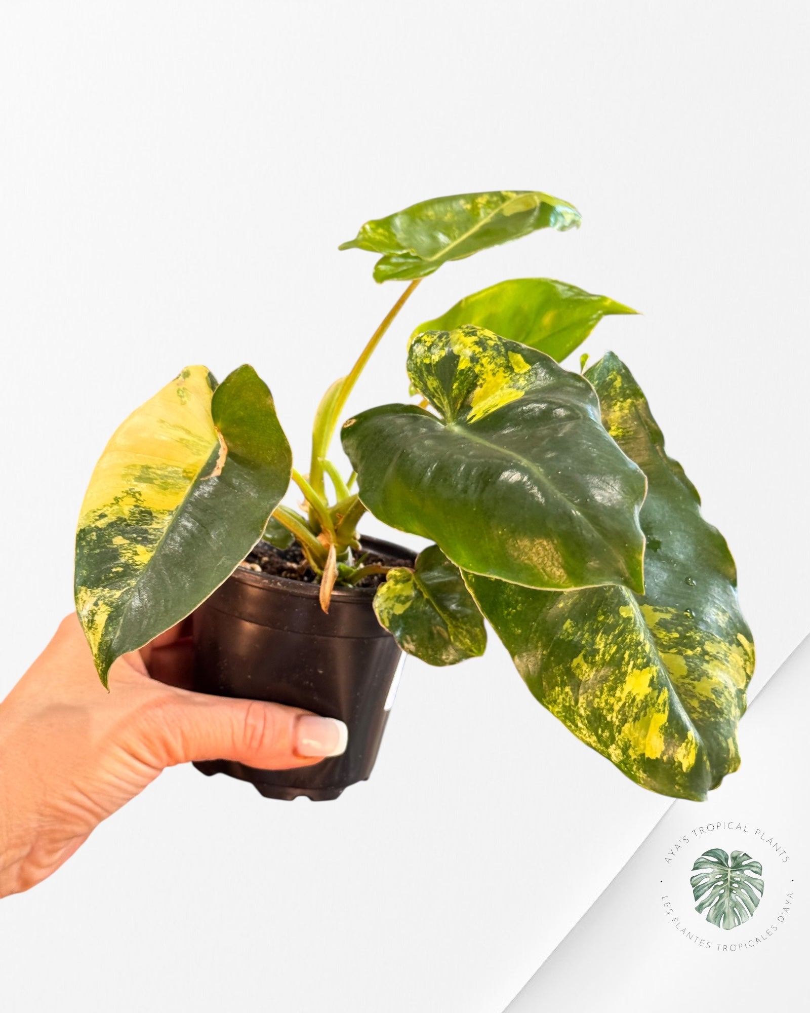 Philodendron Burle Marx variagated - Z