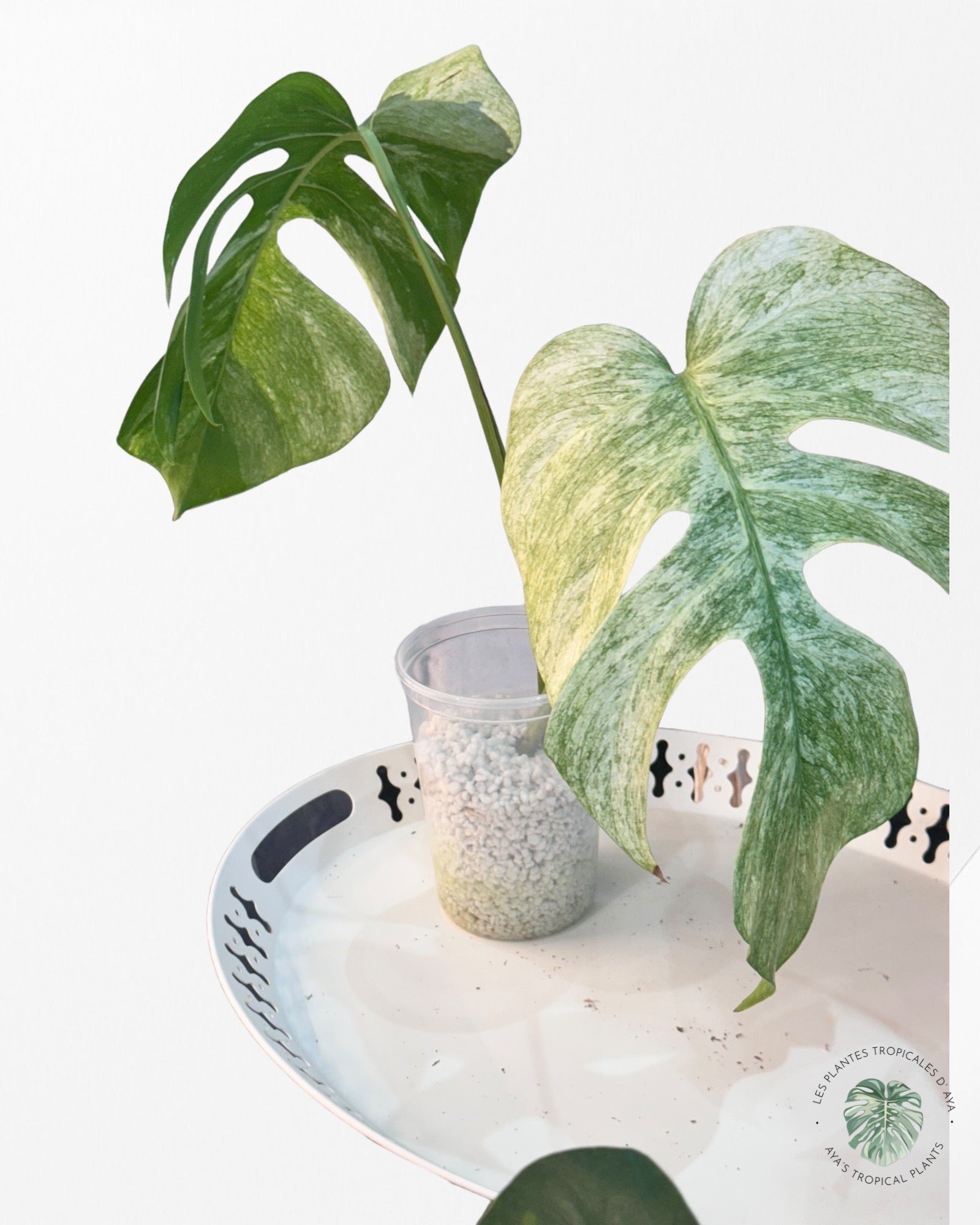 Monstera Deliciosa Mint