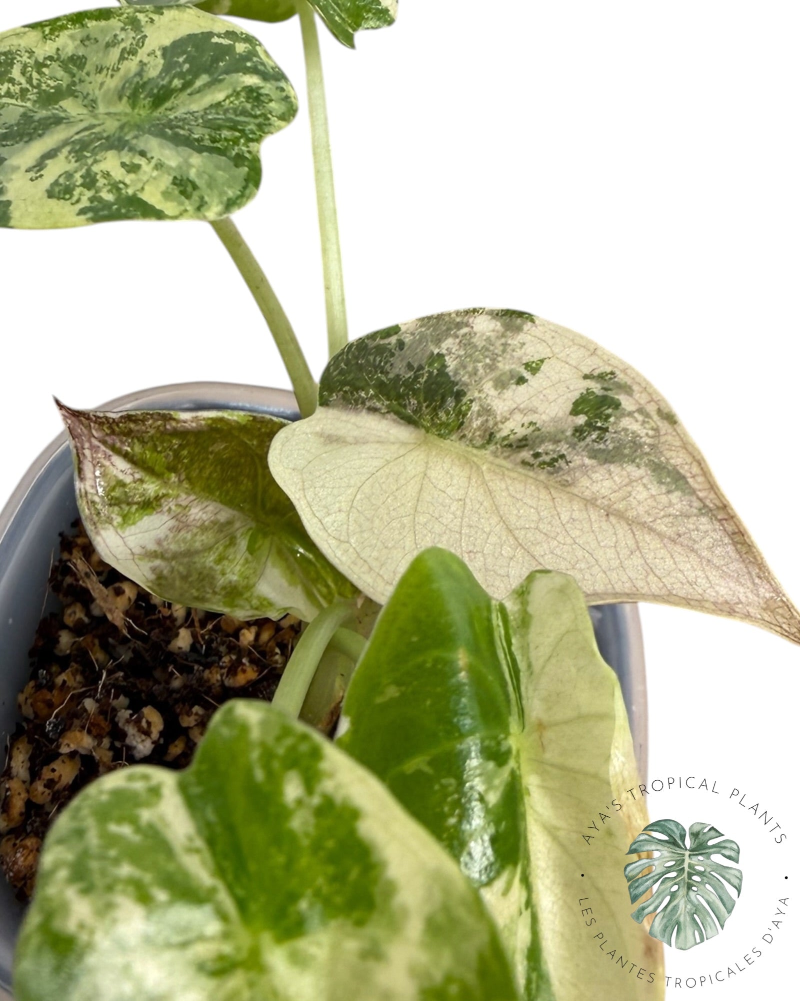 Alocasia Wentii Albo Pink Variegated
