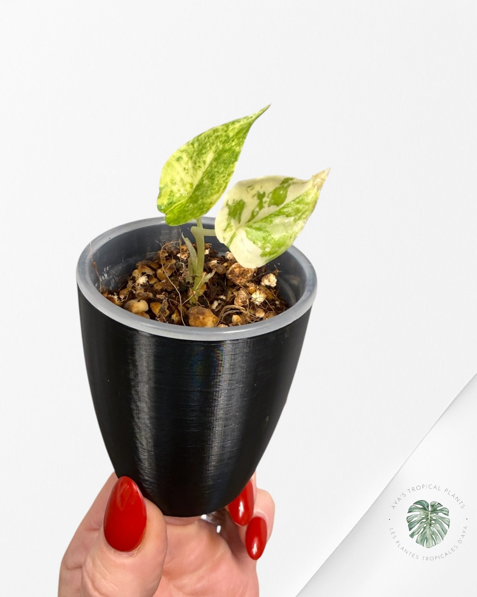 Alocasia Heterophylla "Dragons Breath" Aurea Variegated