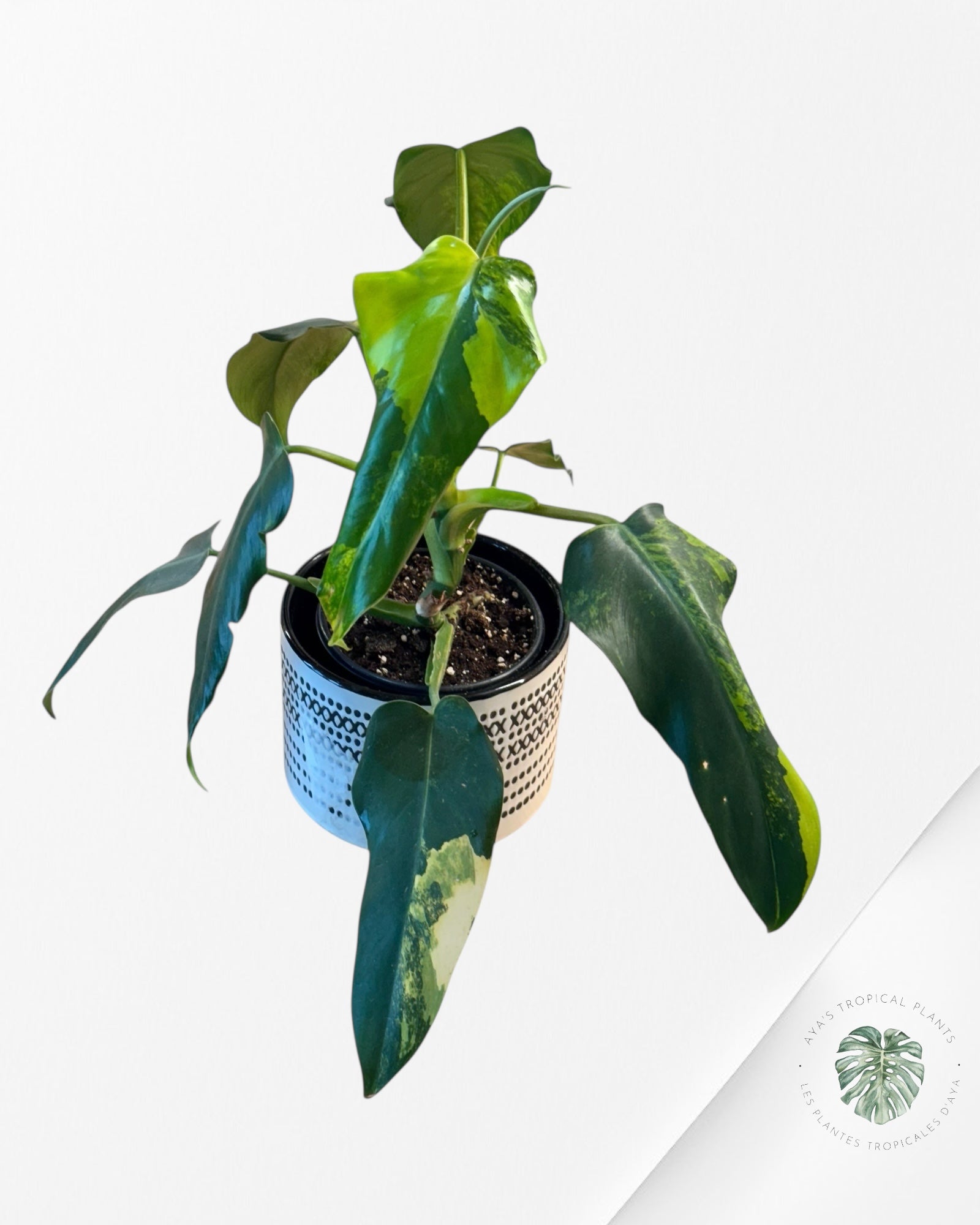 Philodendron Domesticum Variegated - 0338