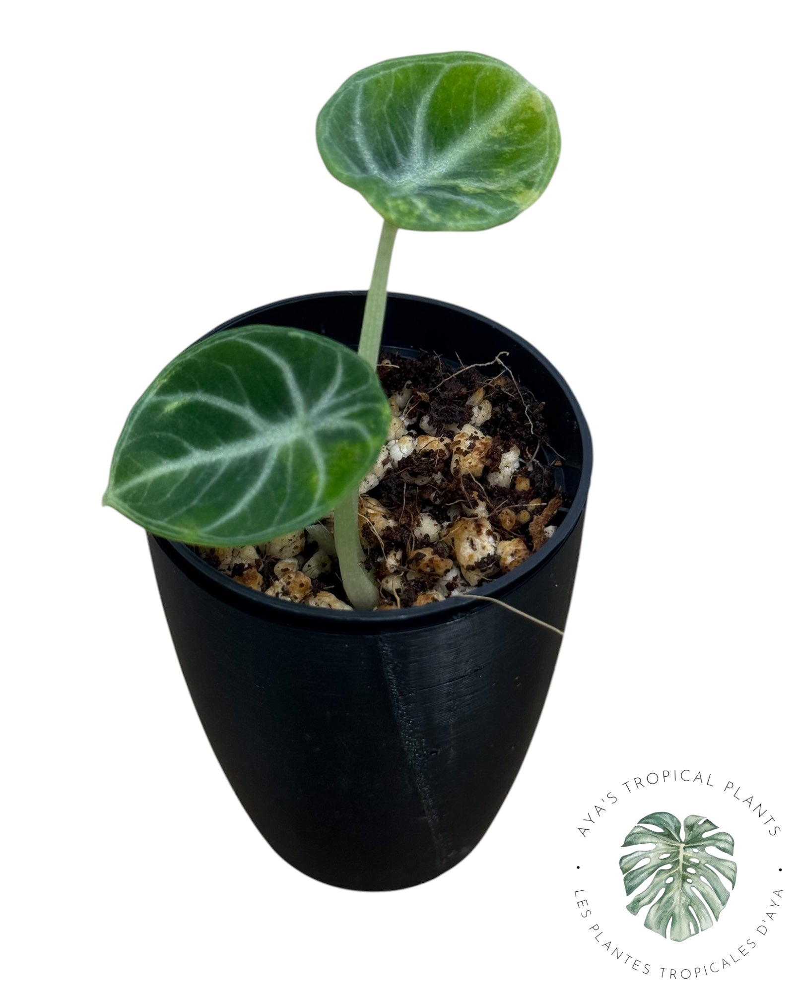 Alocasia Ninja Aurea