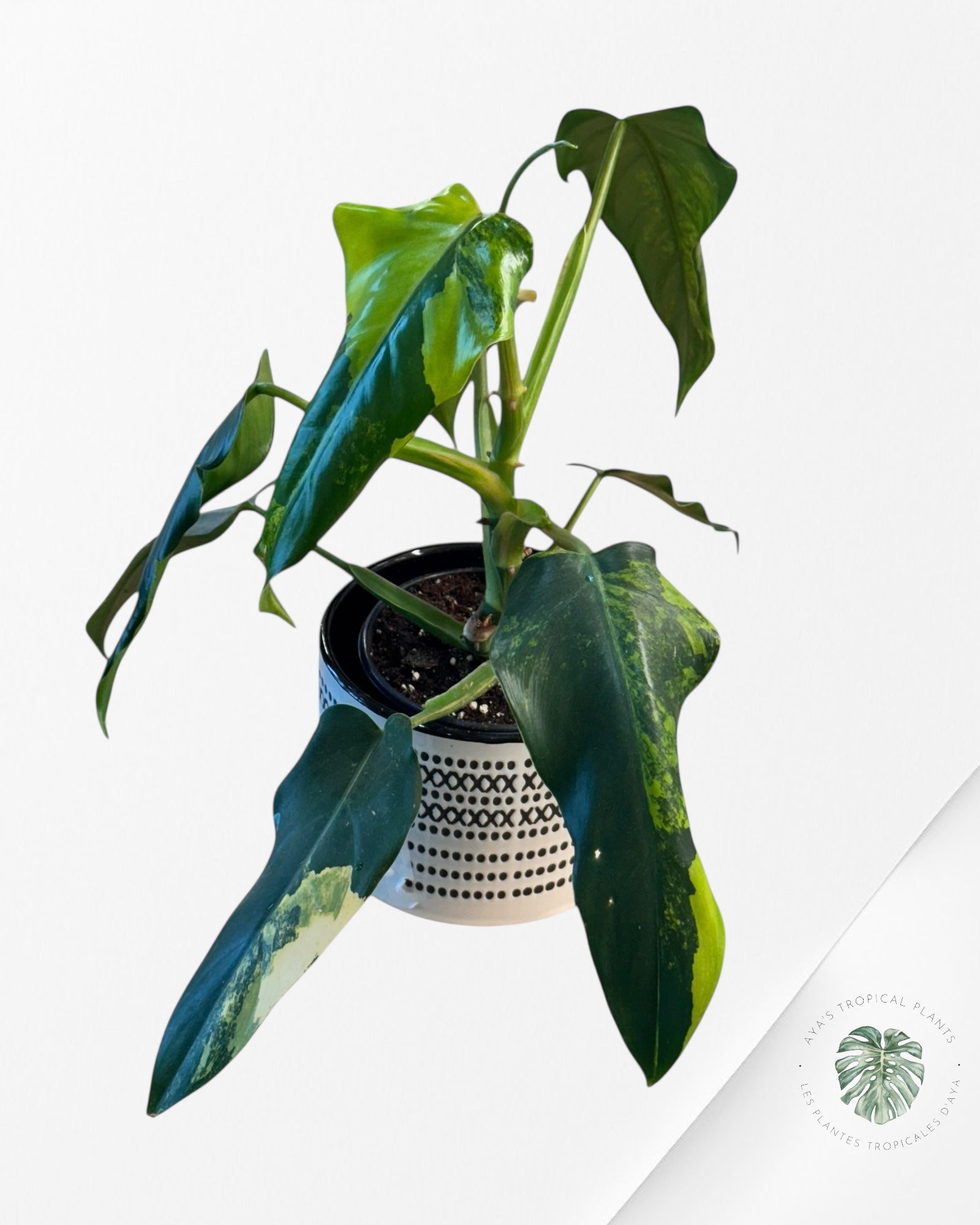 Philodendron Domesticum Variegated - 0338