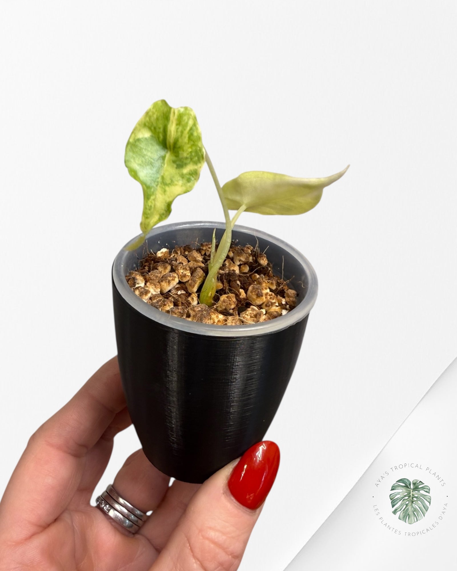 Alocasia Heterophylla "Dragons Breath" Aurea Variegated